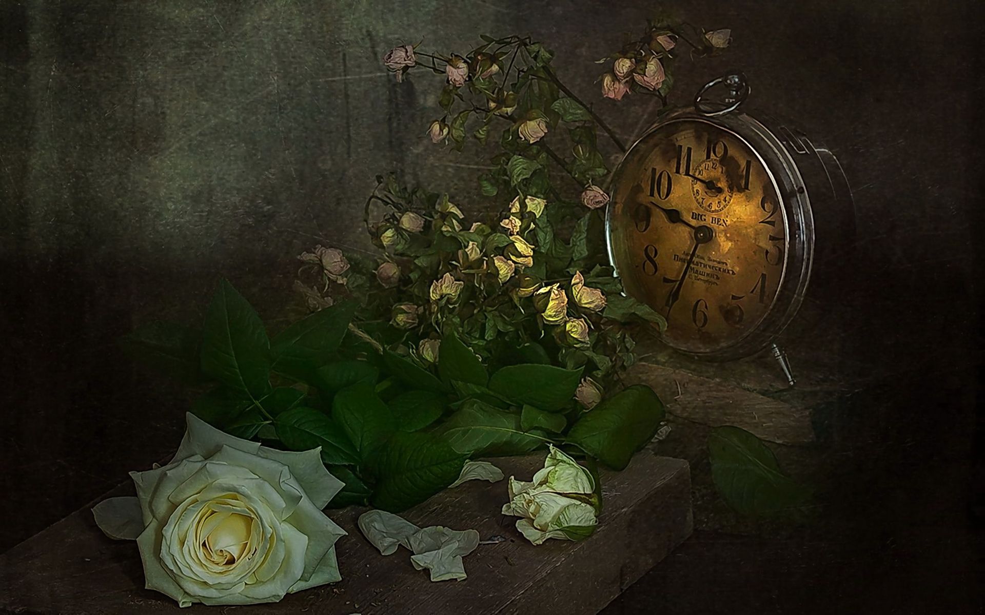 Laden Sie das Blume, Rose, Fotografie, Uhr, Weiße Rose, Stillleben-Bild kostenlos auf Ihren PC-Desktop herunter