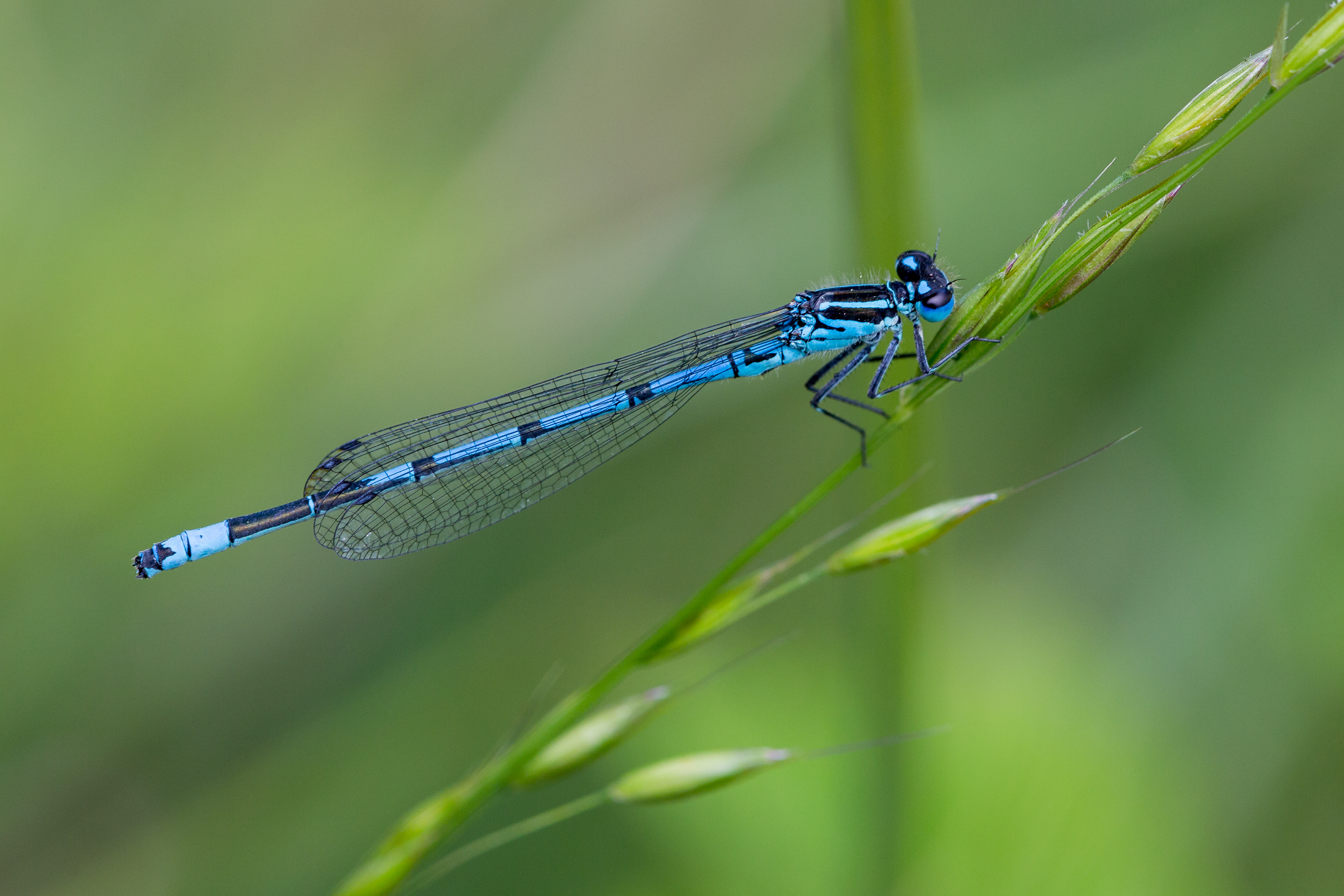 Free download wallpaper Insects, Macro, Insect, Animal, Dragonfly on your PC desktop