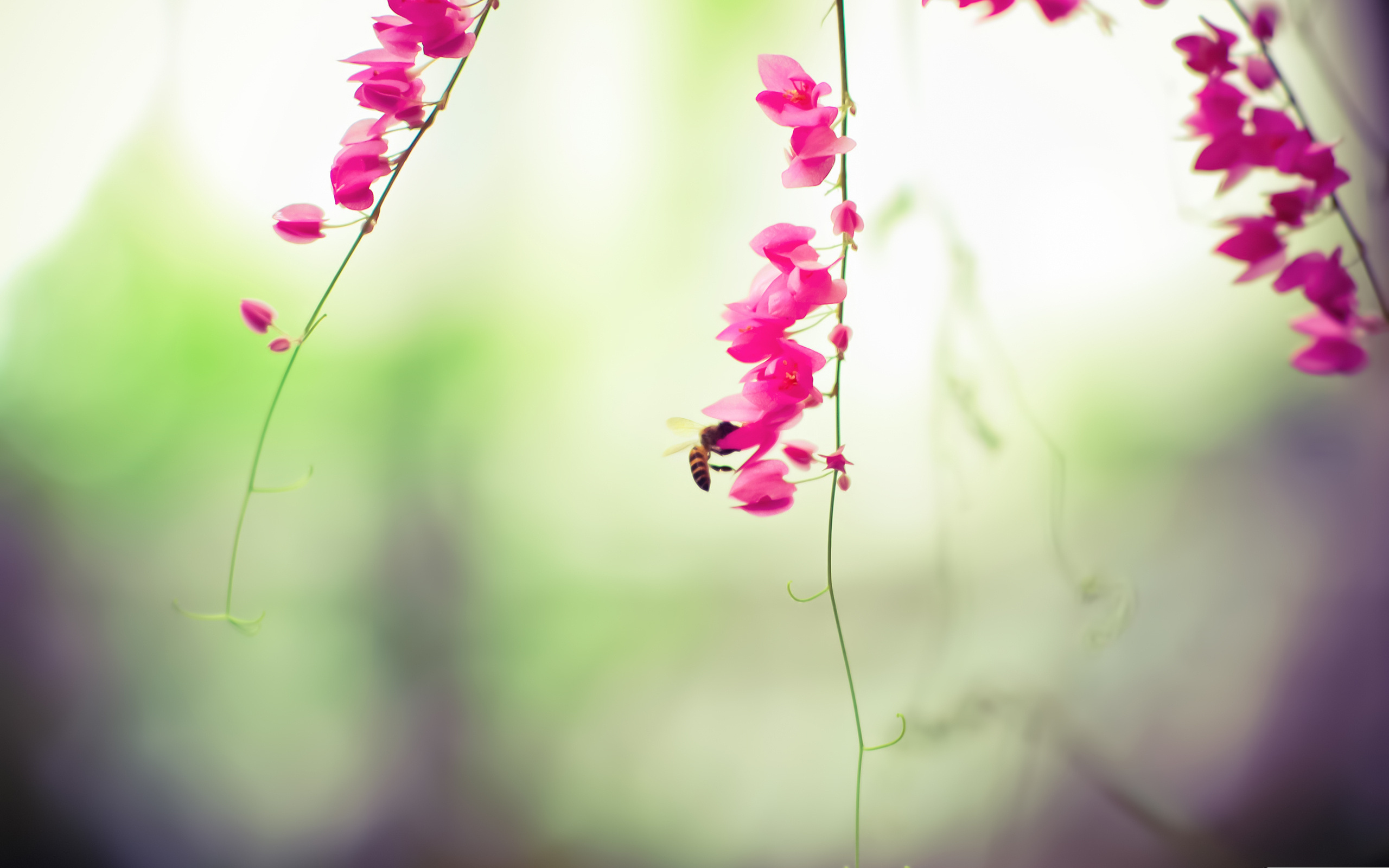 Descarga gratuita de fondo de pantalla para móvil de Florecer, Flores, Tierra/naturaleza.