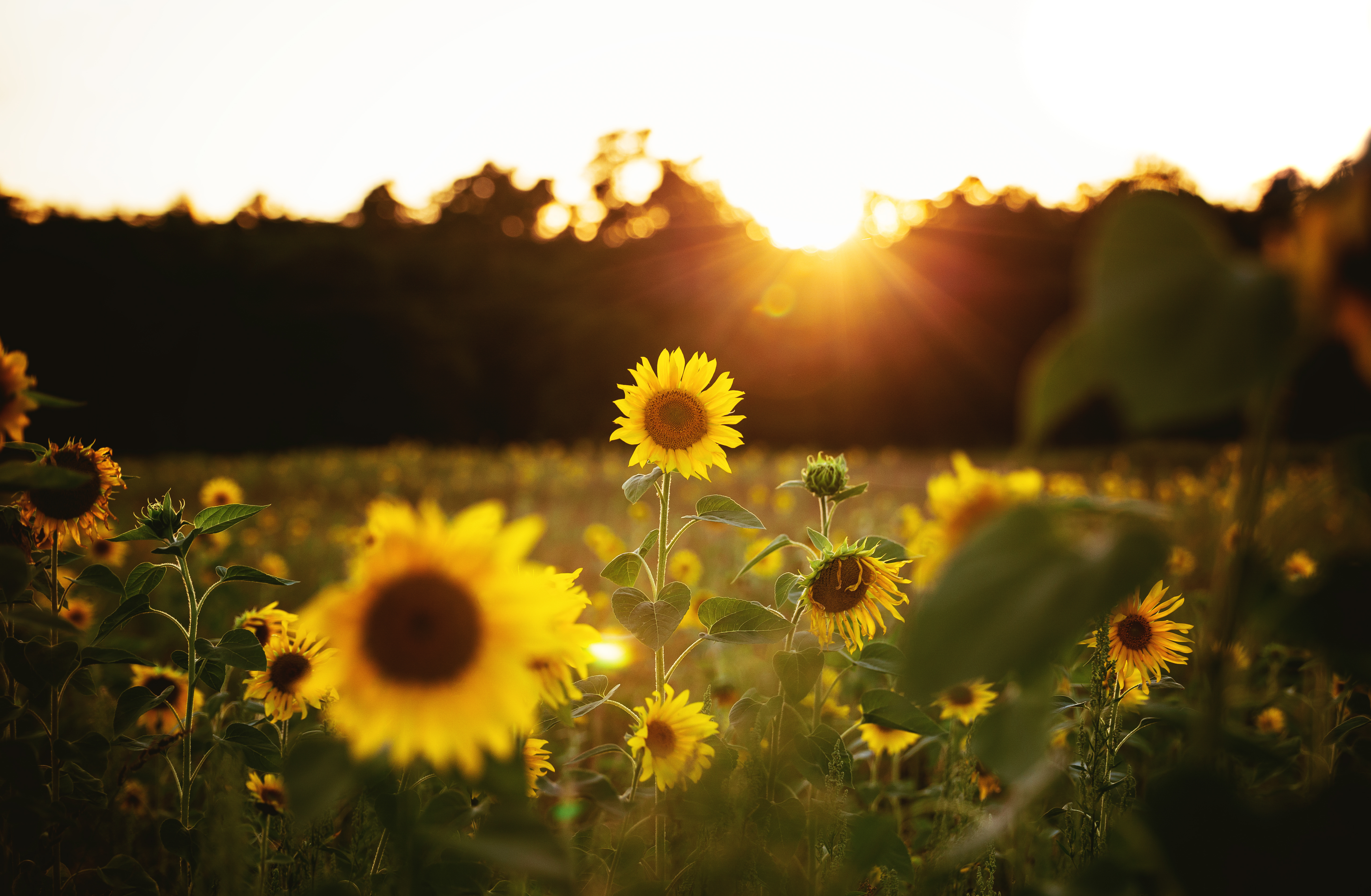 Free download wallpaper Nature, Flowers, Summer, Flower, Earth, Sunflower, Sunny, Yellow Flower on your PC desktop