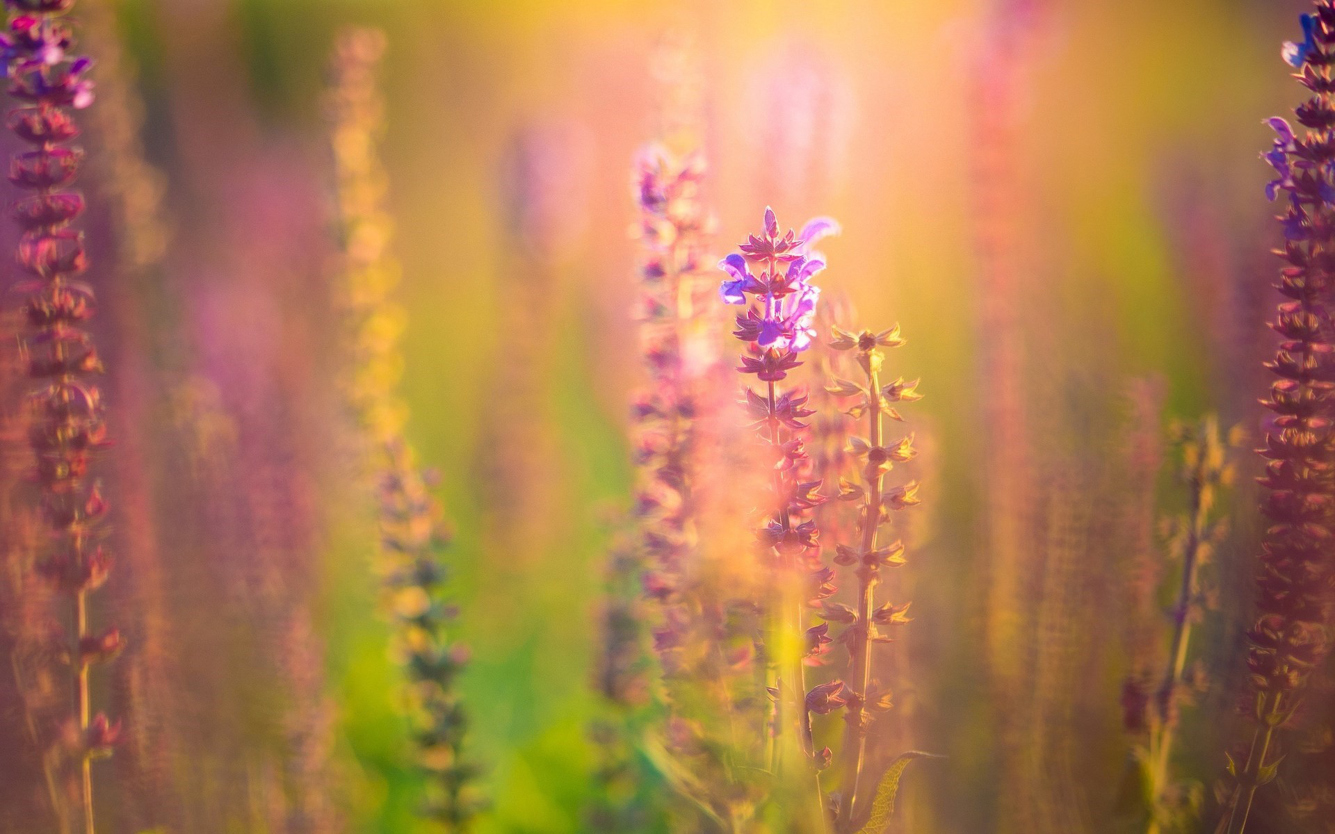 Free download wallpaper Nature, Flowers, Flower, Earth, Field, Sunny, Purple Flower on your PC desktop