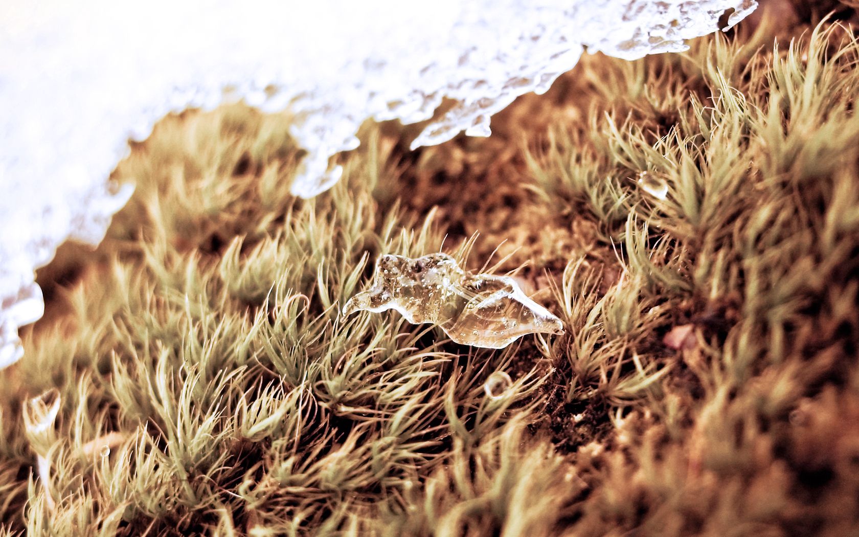 Free download wallpaper Grass, Snow, Macro, Dry, Ice on your PC desktop