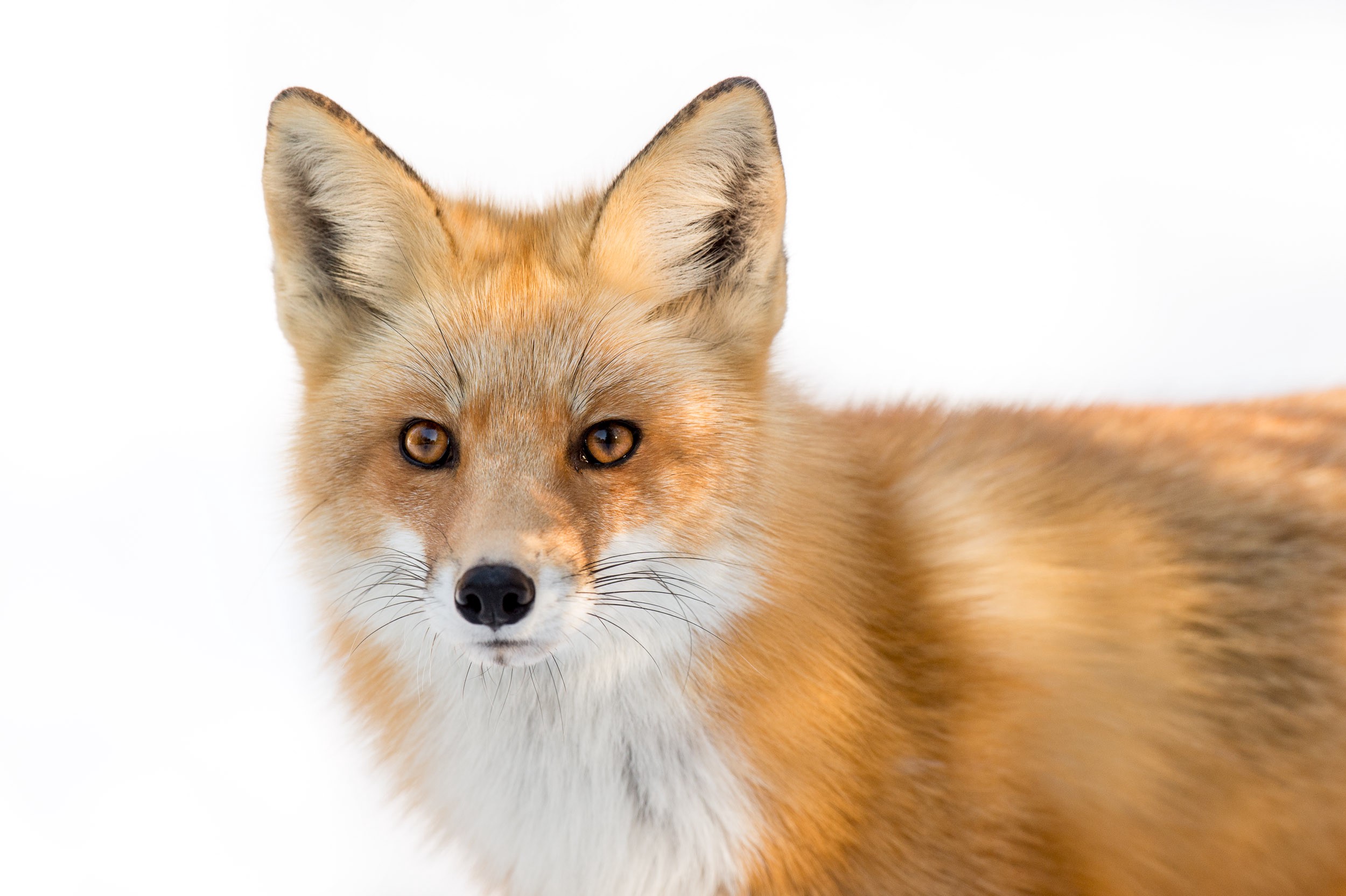 Free download wallpaper Fox, Animal, Red Fox on your PC desktop