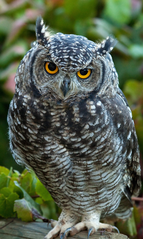 Download mobile wallpaper Birds, Owl, Close Up, Branch, Animal, Great Horned Owl for free.