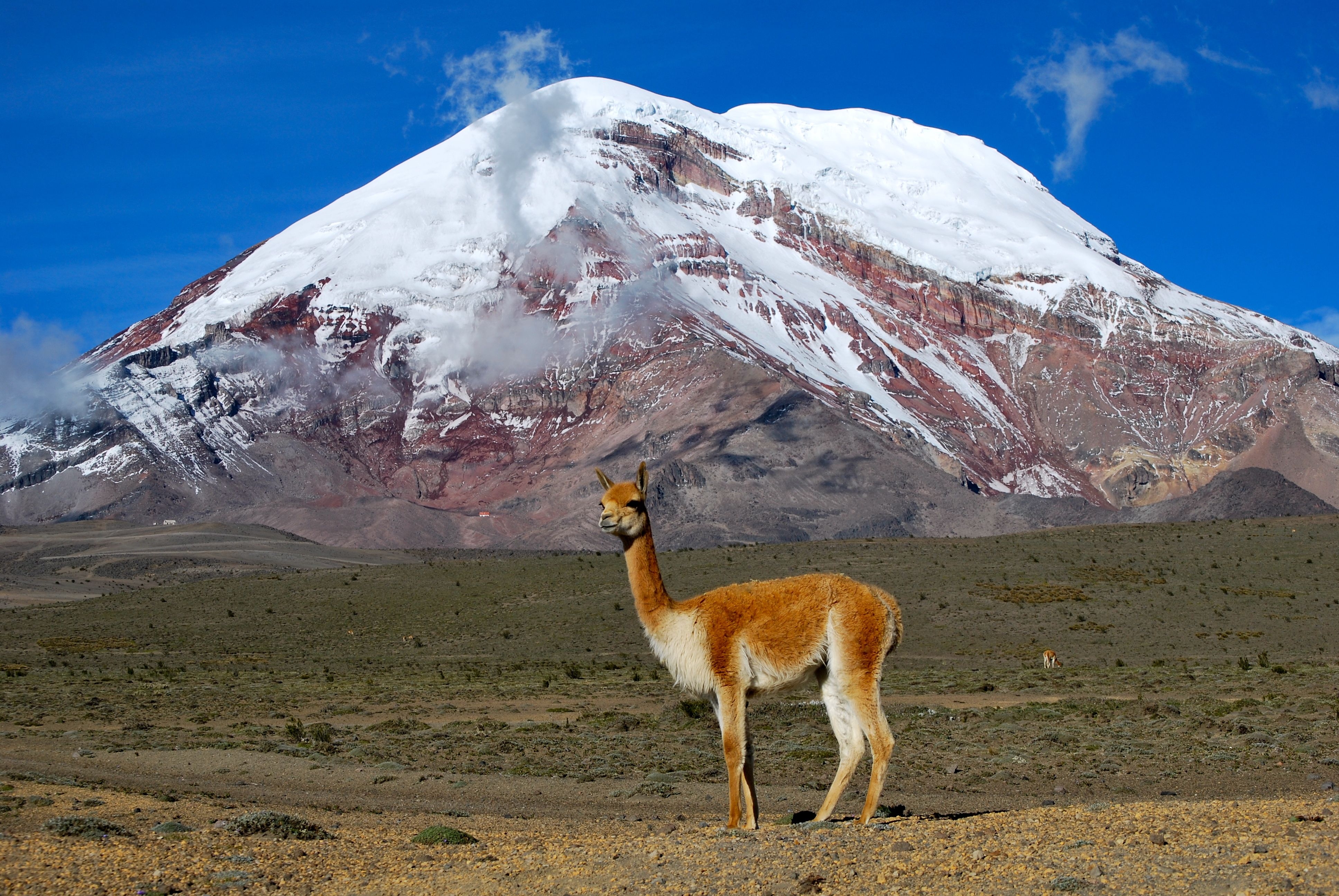 grass, animals, mountain, vertex, top, to stand, stand, llama, lama