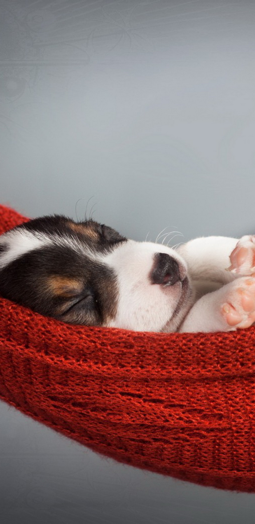 Téléchargez des papiers peints mobile Animaux, Chiens, Chien, Chiot gratuitement.