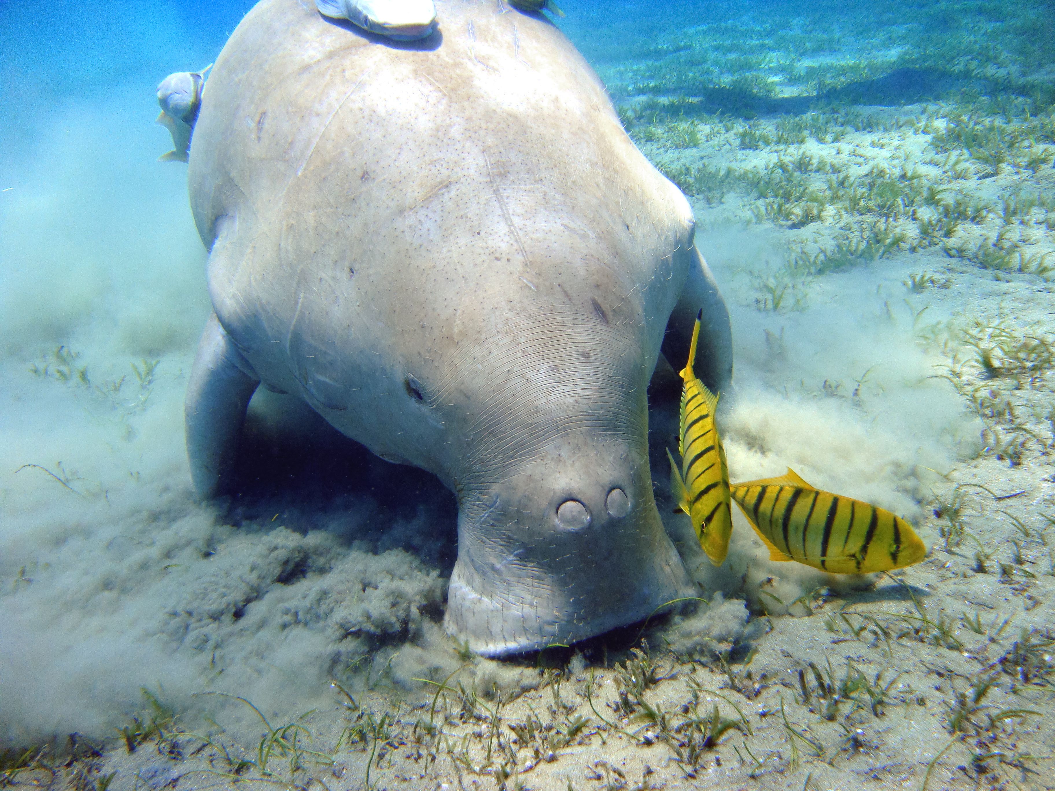 609247 Bild herunterladen tiere, dugong - Hintergrundbilder und Bildschirmschoner kostenlos