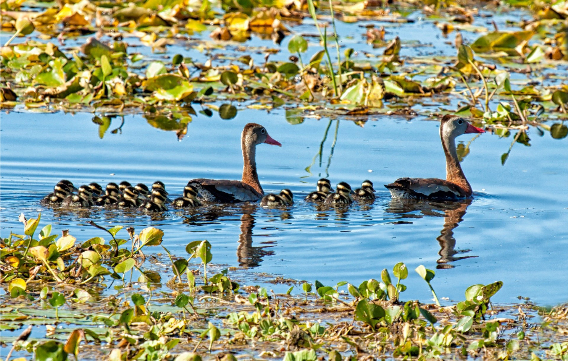 Free download wallpaper Birds, Bird, Animal on your PC desktop