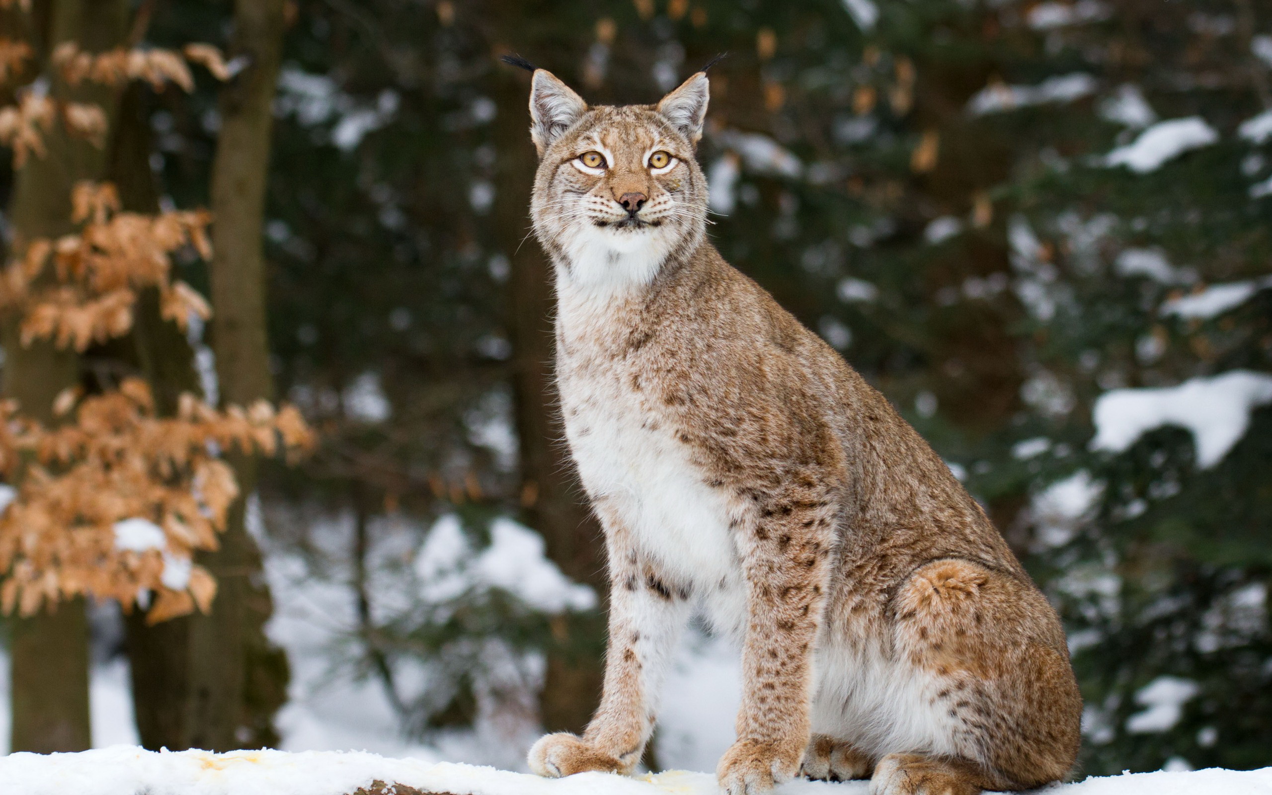 Téléchargez des papiers peints mobile Lynx, Chats, Animaux gratuitement.