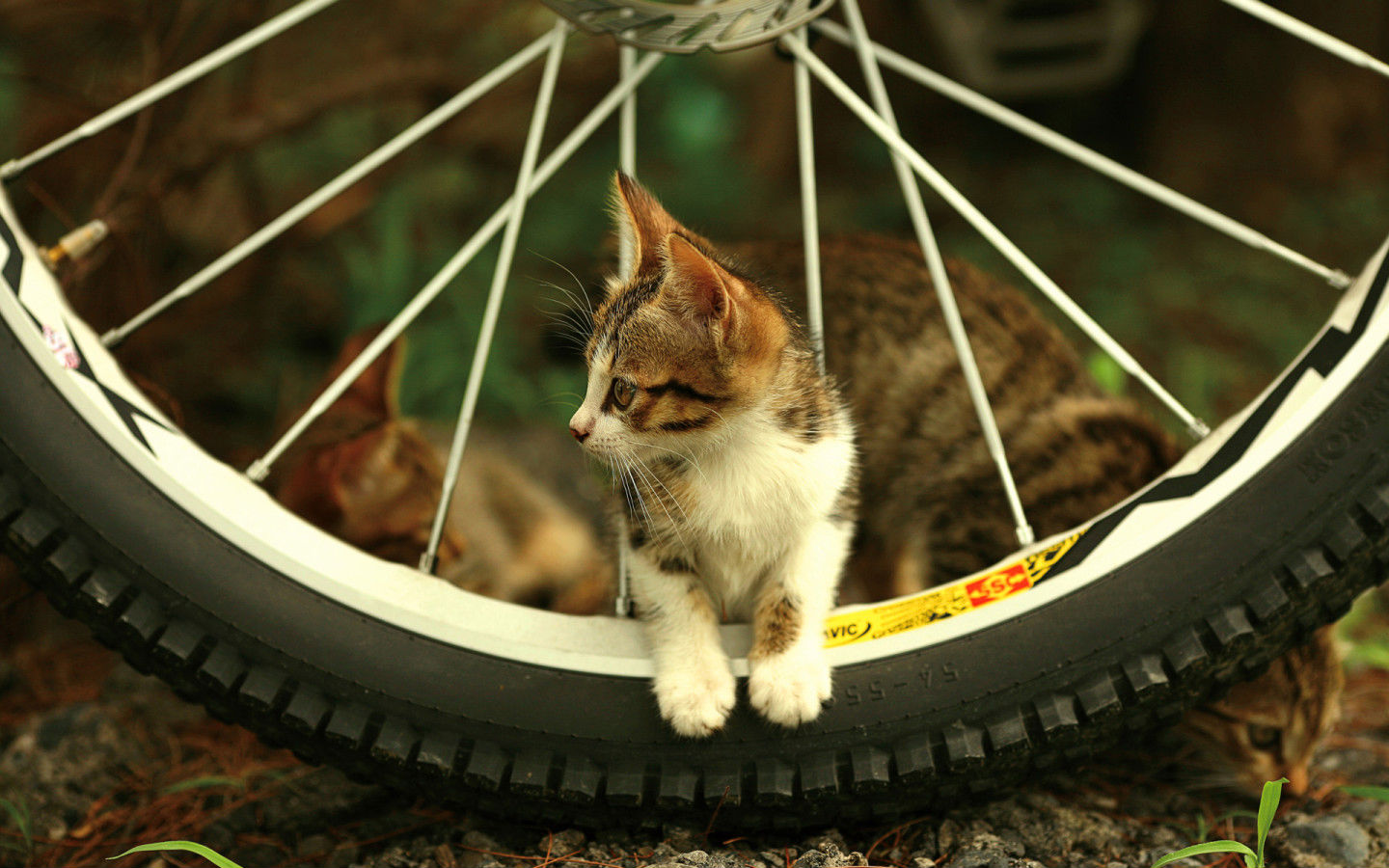 Handy-Wallpaper Tiere, Katze kostenlos herunterladen.