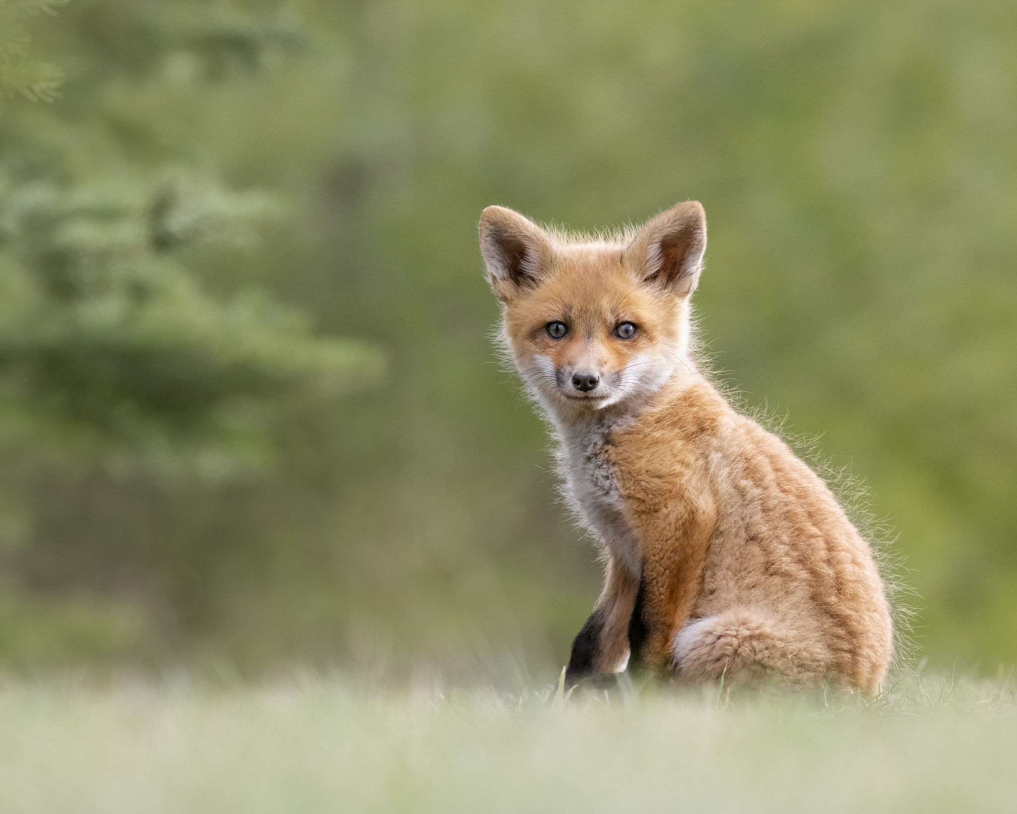 Téléchargez gratuitement l'image Animaux, Renard, Lionceau, Bébé Animal sur le bureau de votre PC