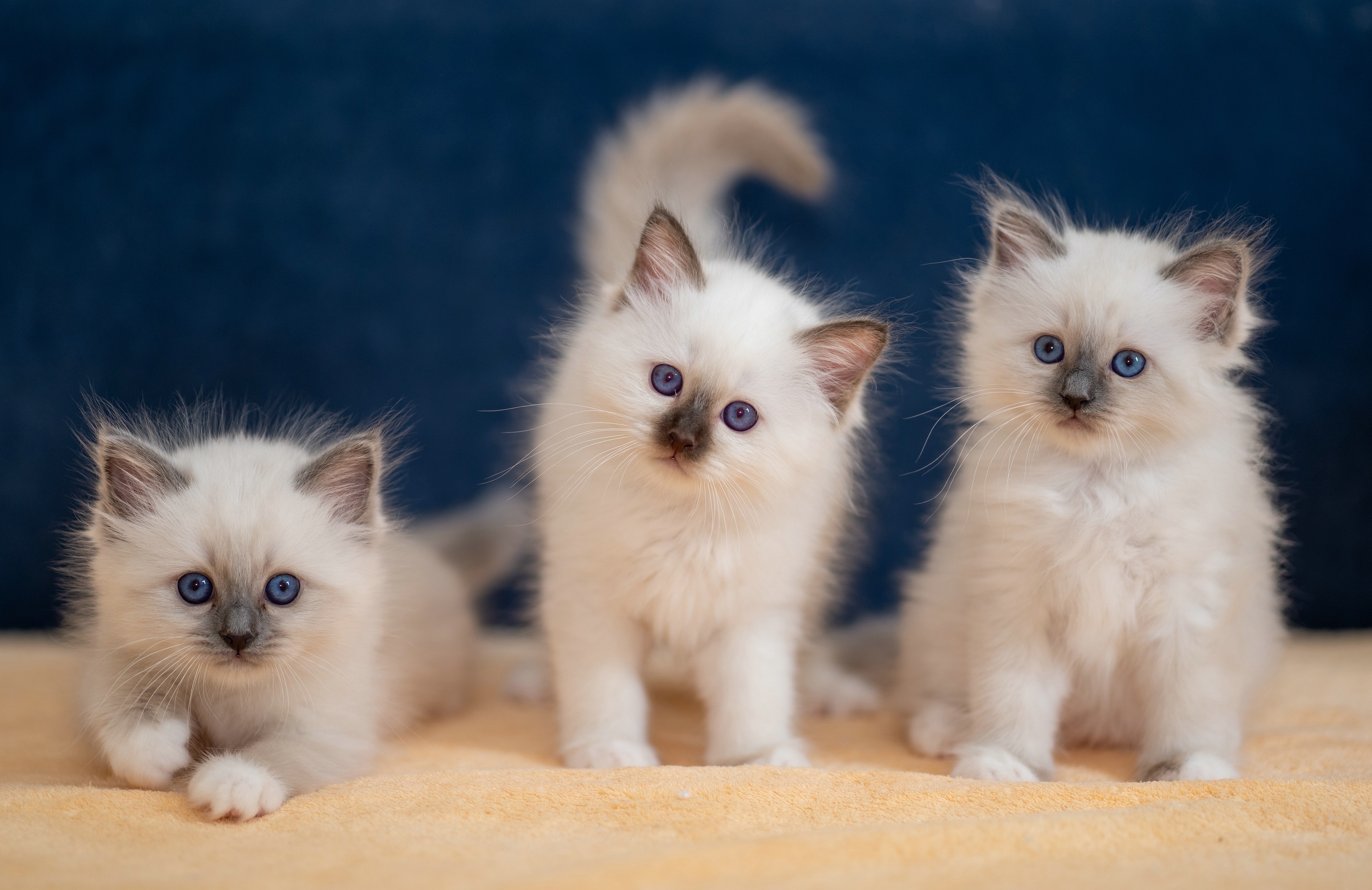 PCデスクトップに動物, ネコ, 猫, 子猫, 赤ちゃん動物画像を無料でダウンロード