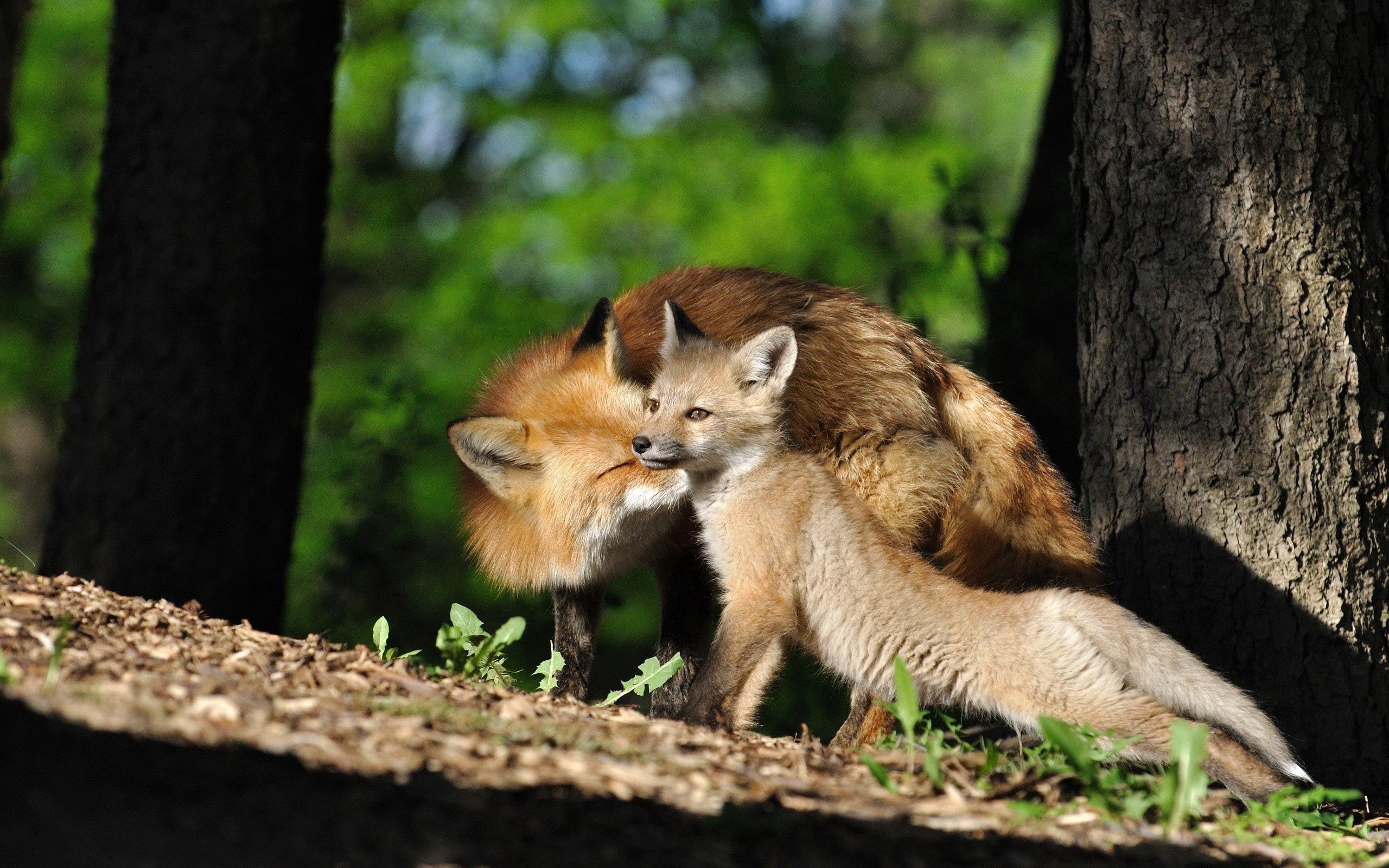 fox, animals, shine, light, forest, young, care, joey HD wallpaper