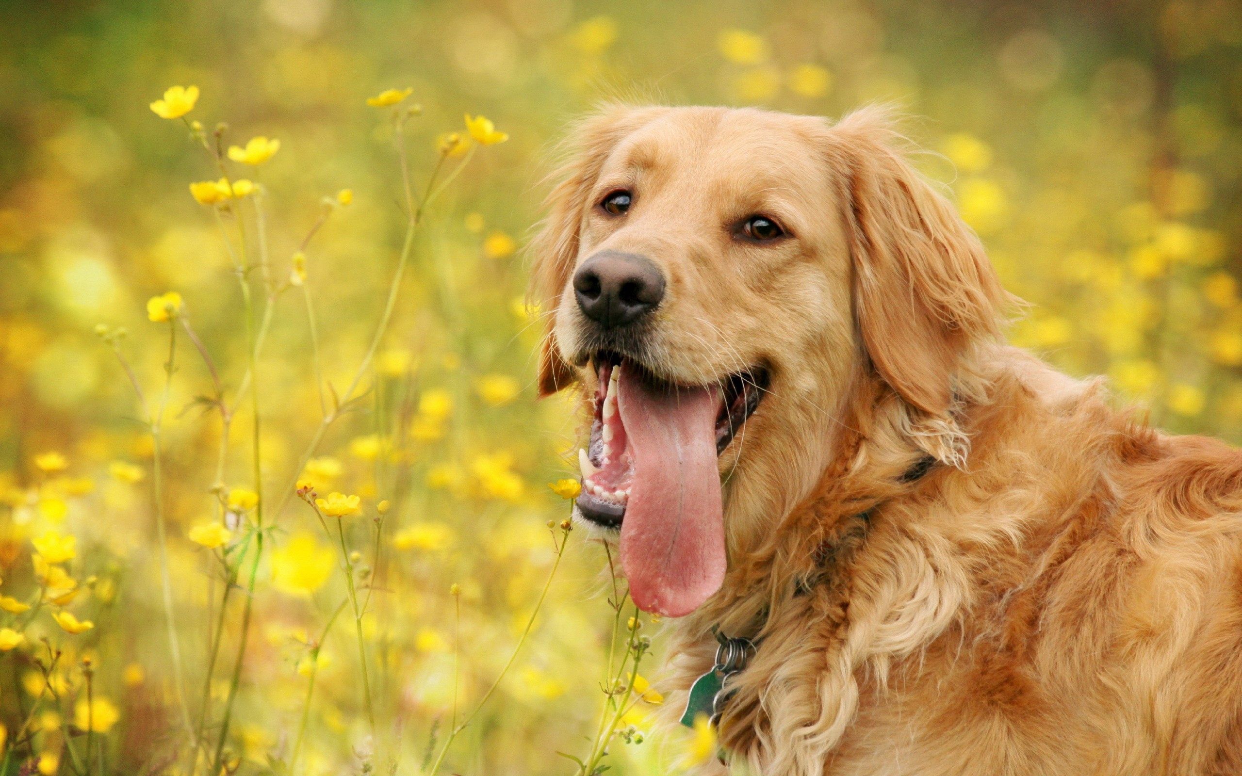 animals, flowers, dog, muzzle, relaxation, rest, language, tongue HD wallpaper