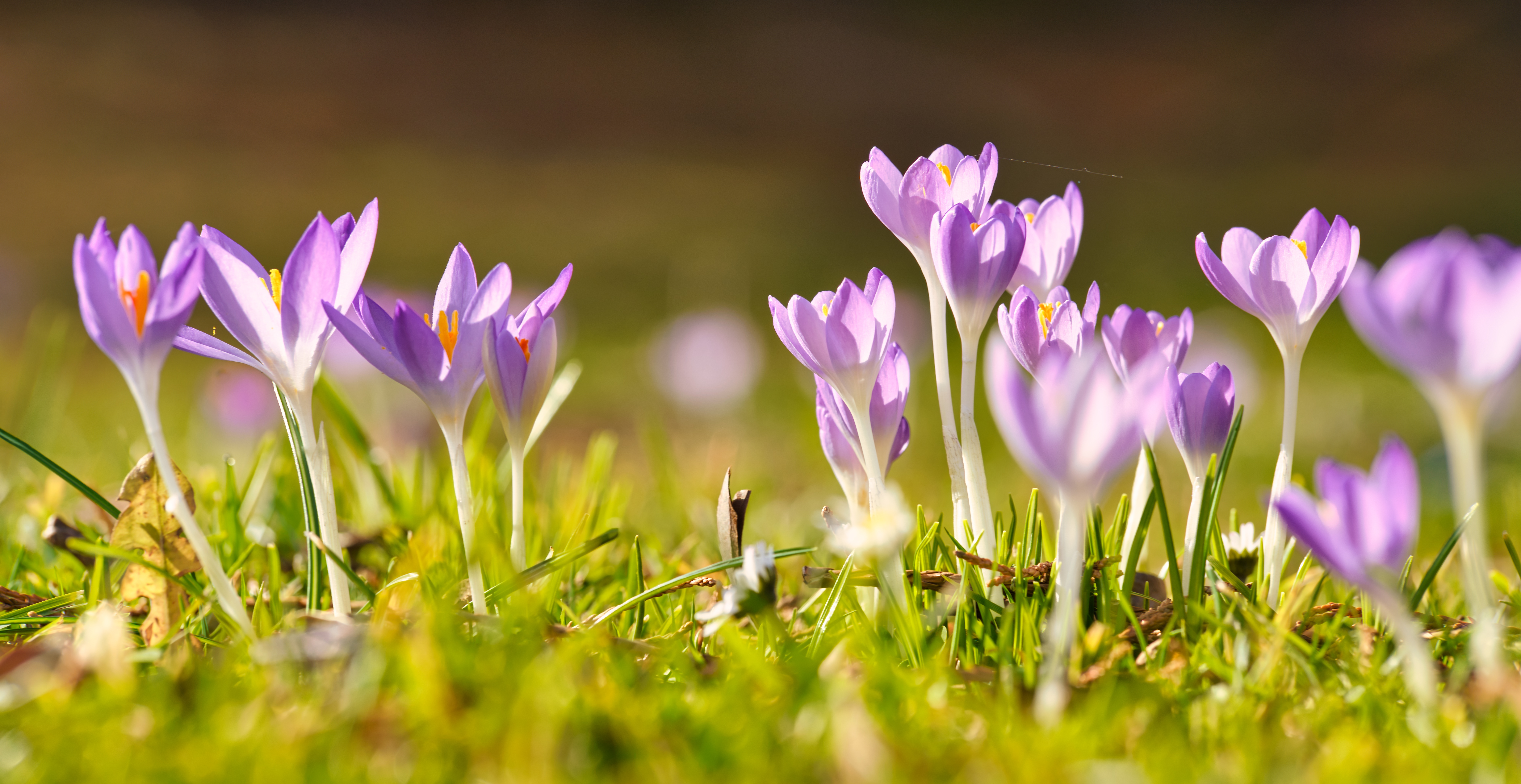 Download mobile wallpaper Flowers, Flower, Close Up, Earth, Spring, Crocus, Purple Flower for free.