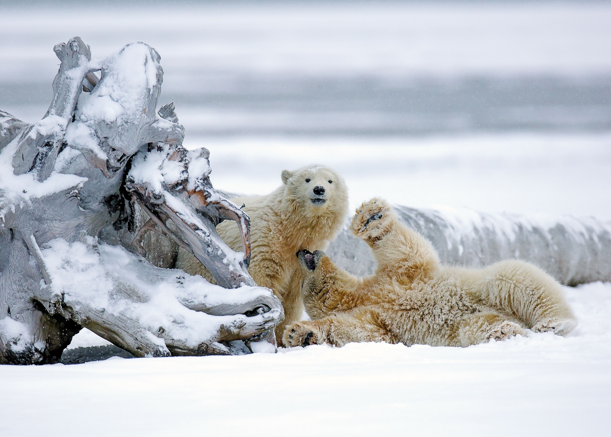 Скачати мобільні шпалери Сніг, Ведмеді, Тварина, Полярний Ведмідь безкоштовно.