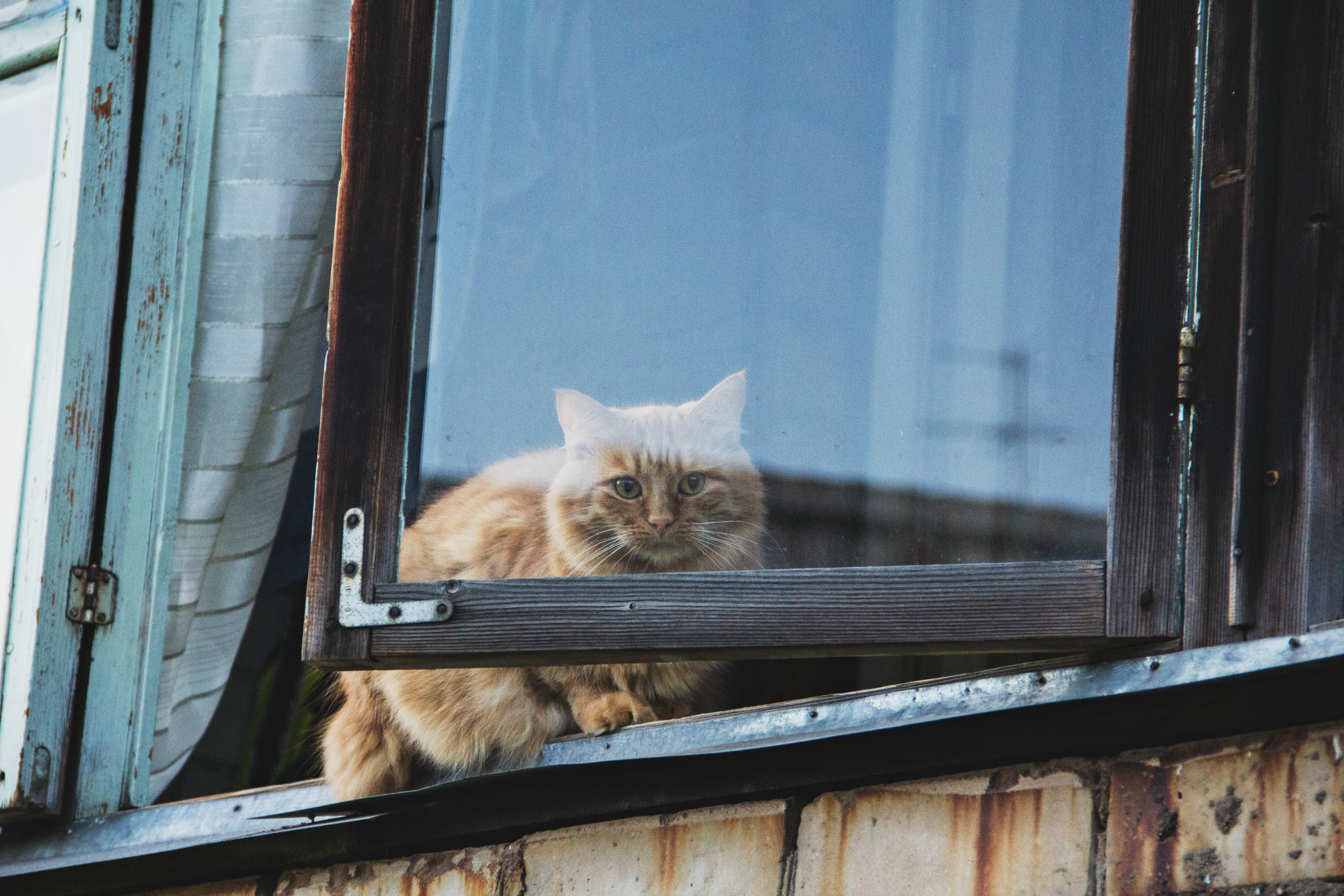 無料モバイル壁紙動物, ネコ, ふわふわ, ふかふかした, 窓, 猫をダウンロードします。