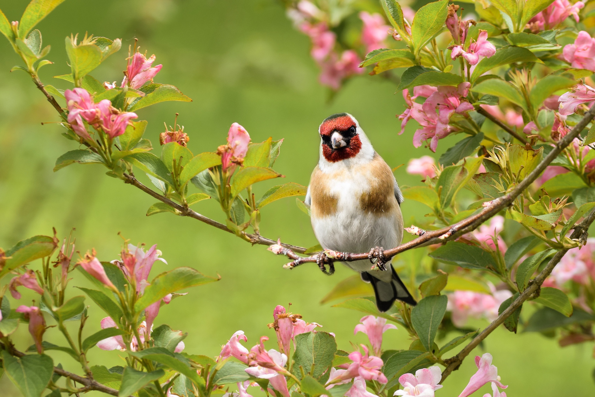 Free download wallpaper Birds, Flower, Bird, Animal, Blossom, Goldfinch, Passerine on your PC desktop