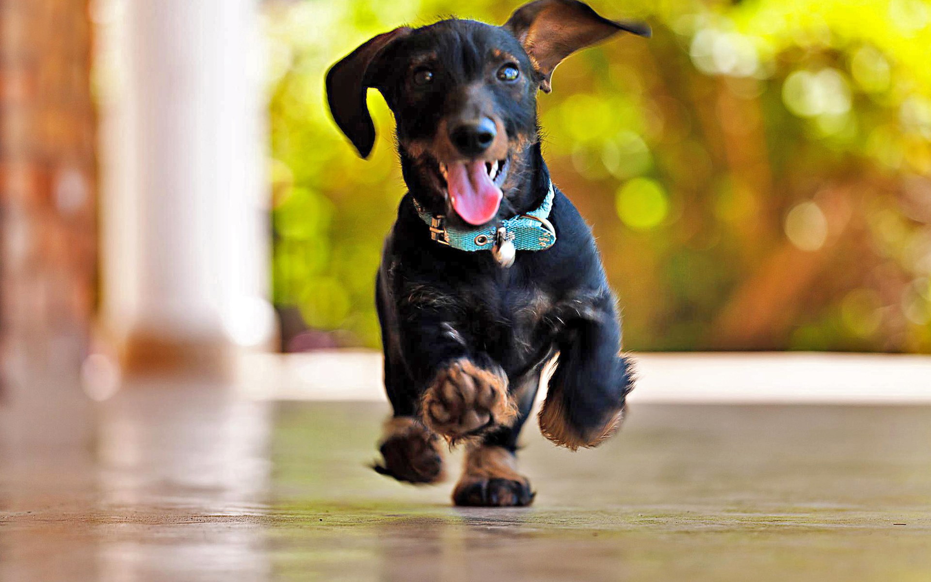 Baixe gratuitamente a imagem Animais, Cão na área de trabalho do seu PC