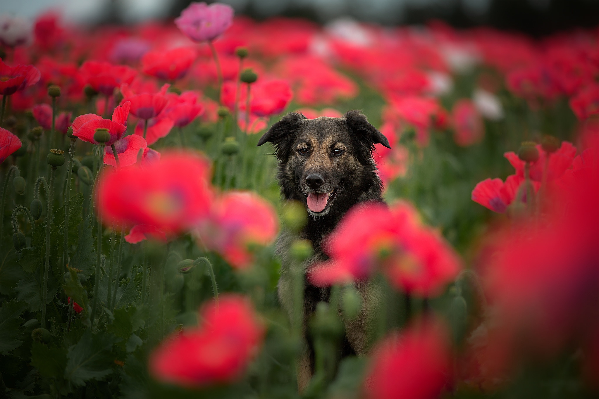 Handy-Wallpaper Tiere, Hunde, Mohn, Hund, Rote Blume kostenlos herunterladen.