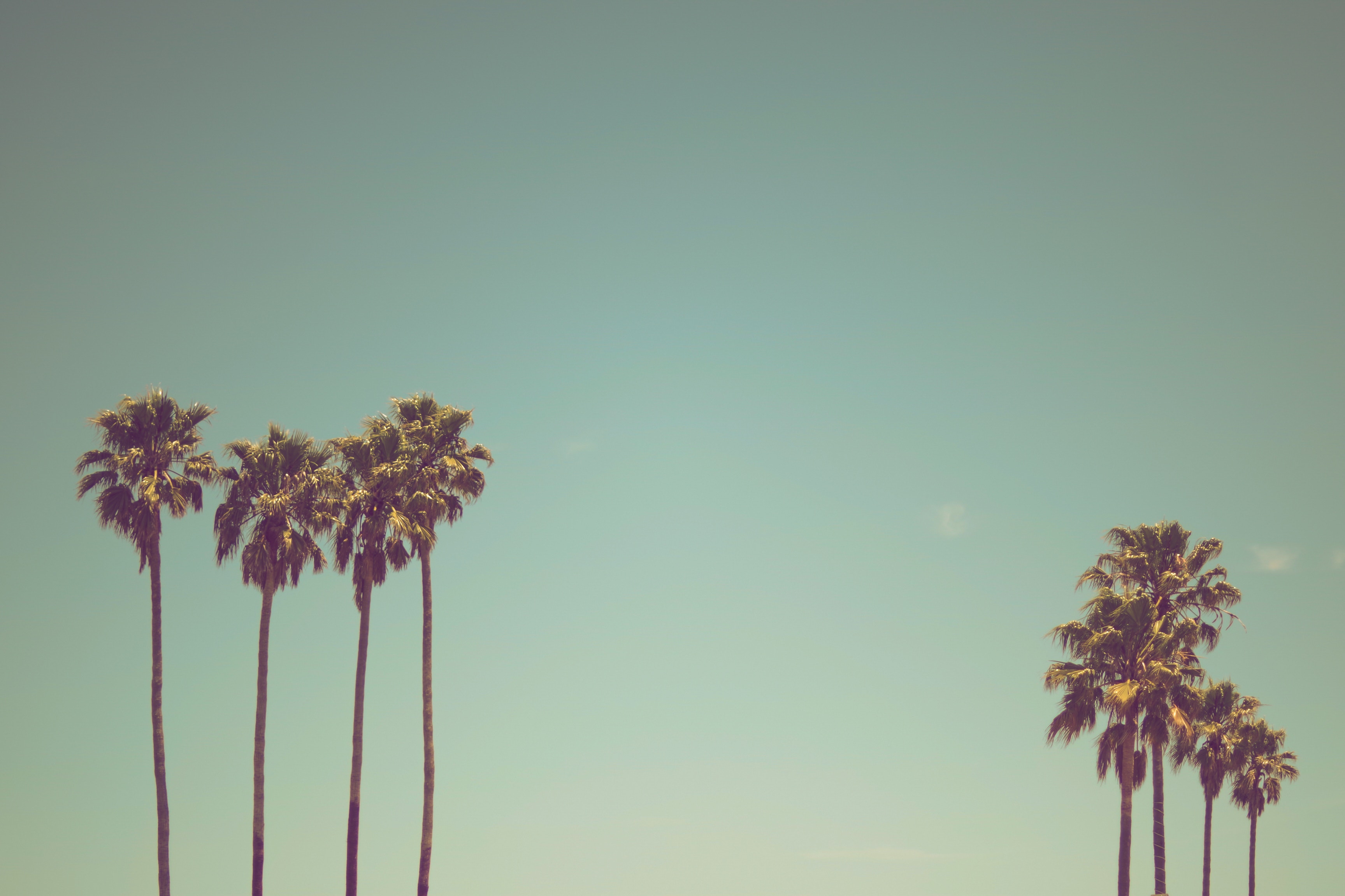 Download mobile wallpaper Trees, Sky, Palms, Nature for free.