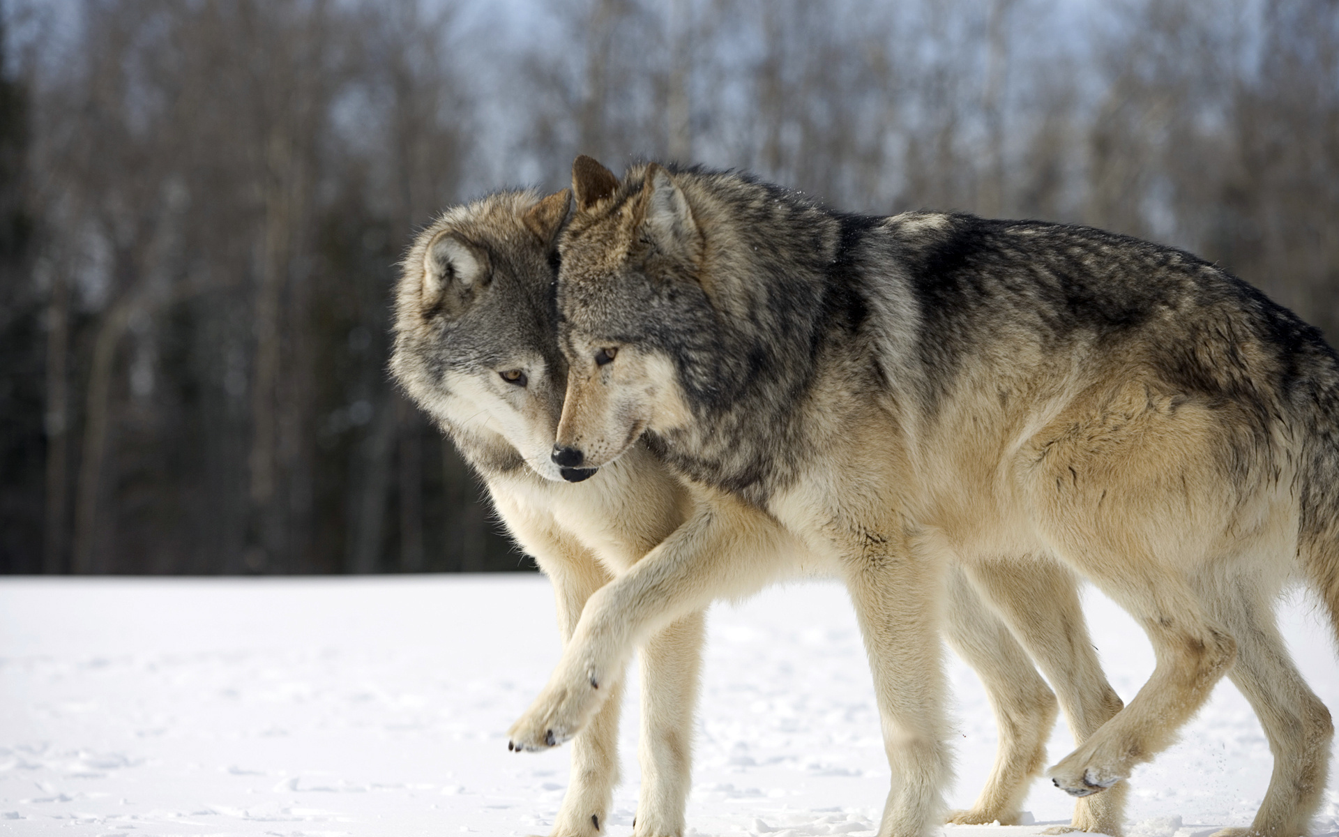 無料モバイル壁紙動物, 冬, 雪, 狼をダウンロードします。