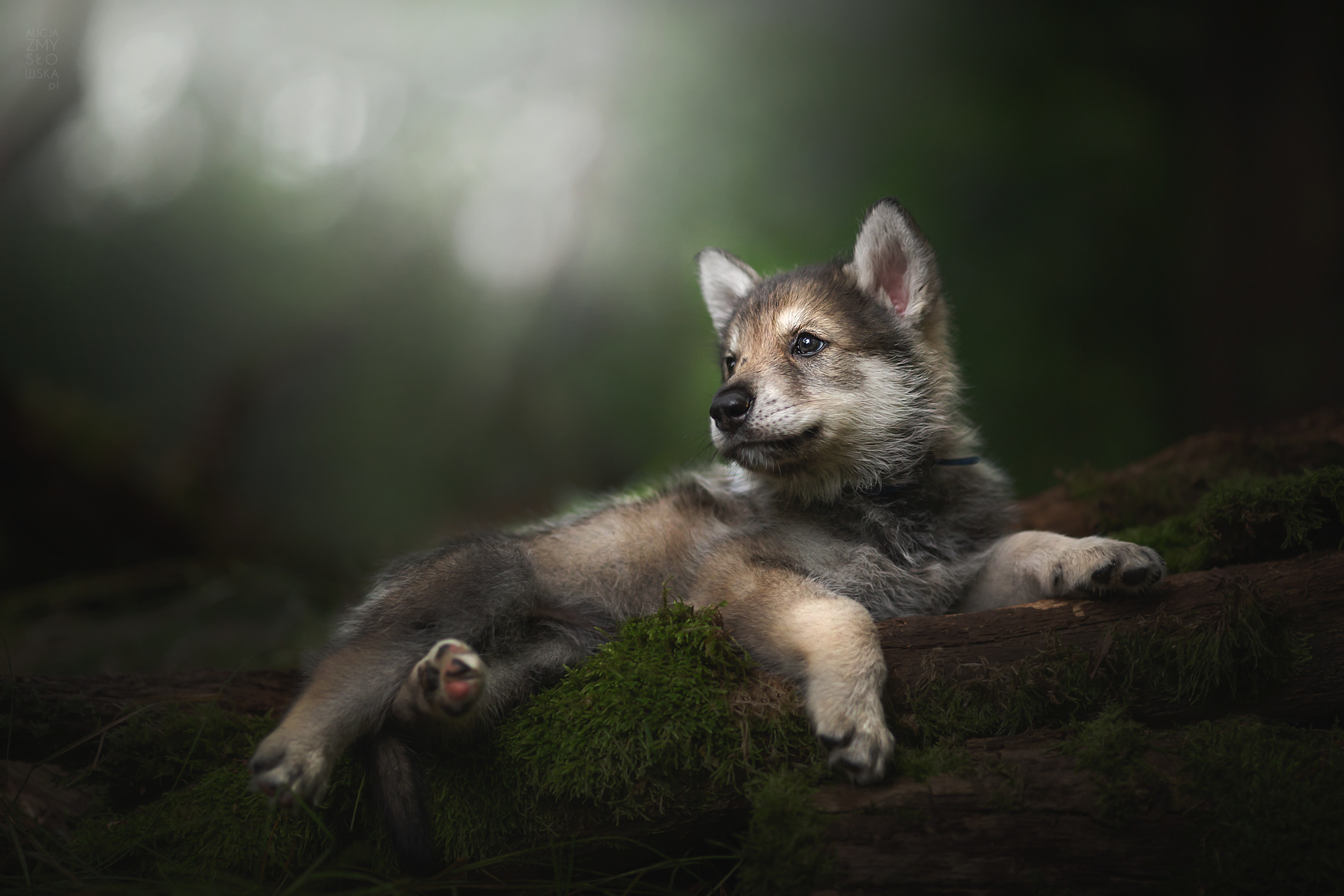 Laden Sie das Tiere, Hunde, Wolfshund-Bild kostenlos auf Ihren PC-Desktop herunter