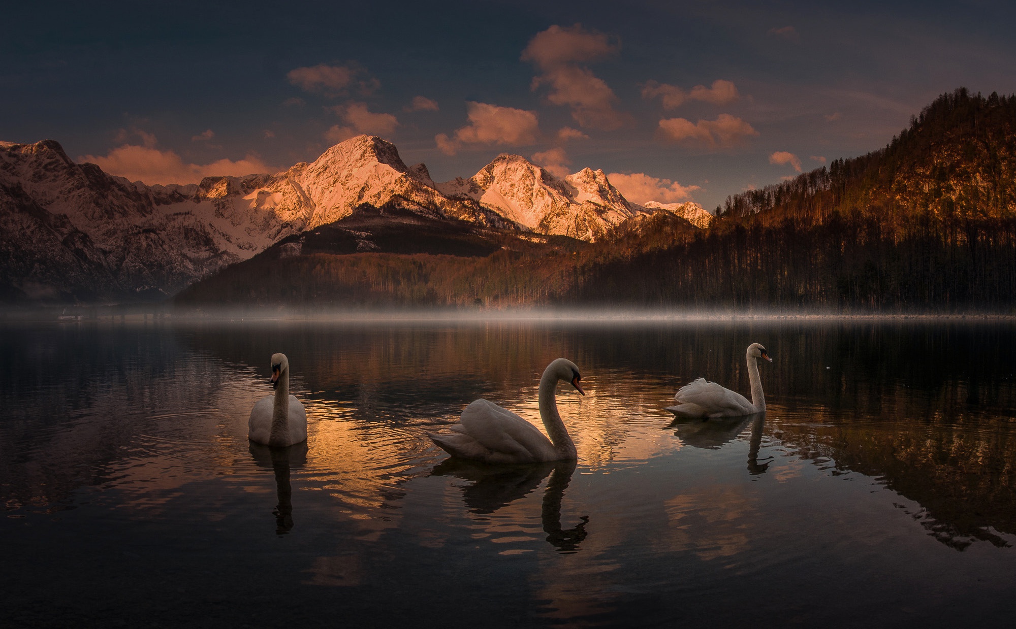 Free download wallpaper Birds, Sunset, Mountain, Lake, Bird, Animal, Swan, Mute Swan on your PC desktop
