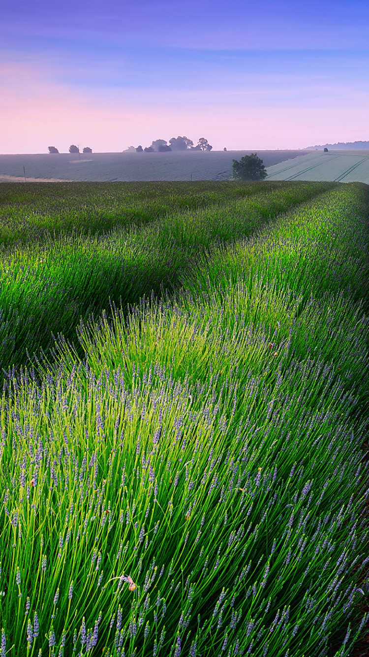 Handy-Wallpaper Blumen, Feld, Lavendel, Erde/natur, Aufstellen kostenlos herunterladen.