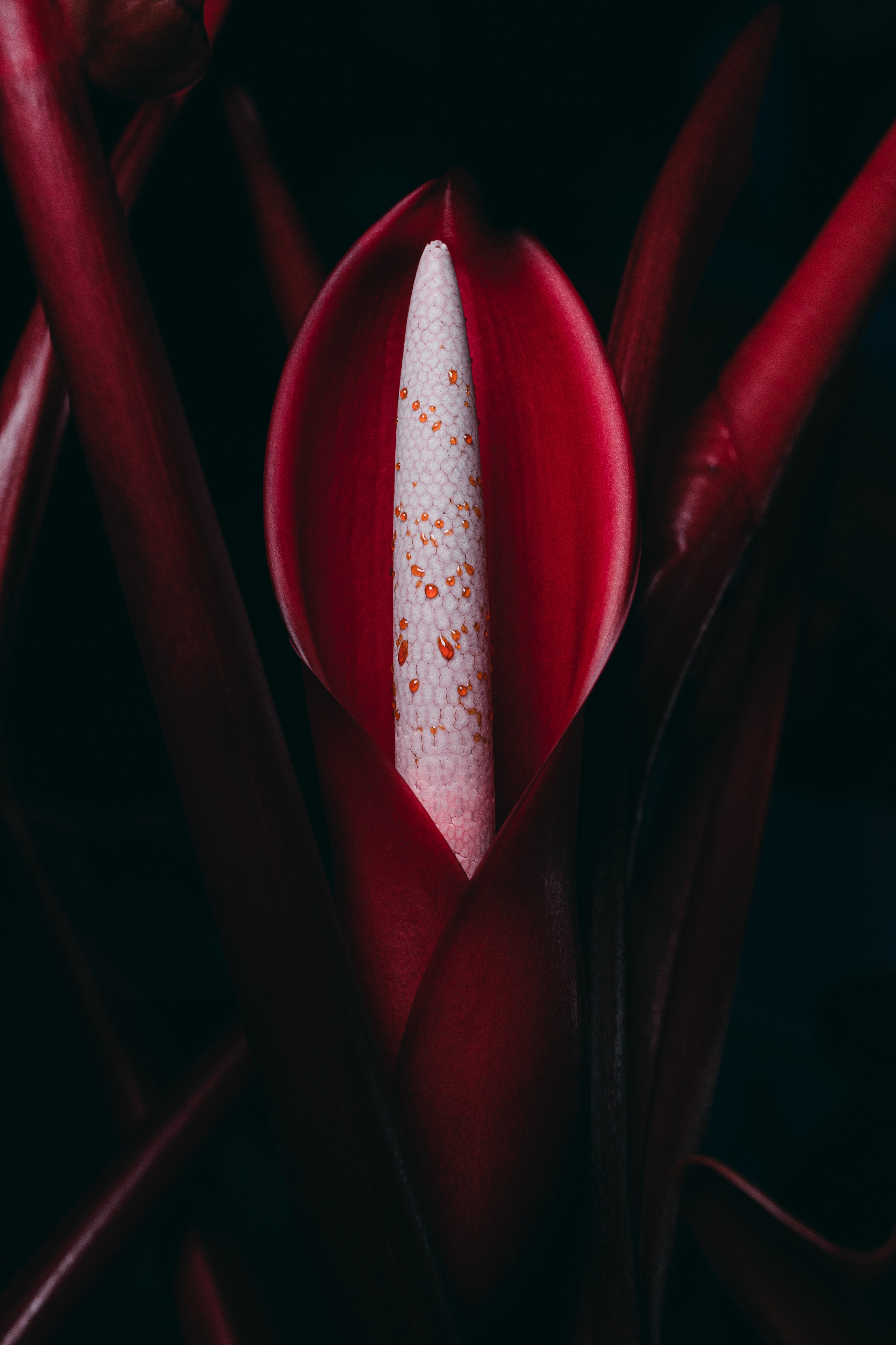 Скачать картинку Филодендрон, Растение, Красный, Цветок, Цветы в телефон бесплатно.