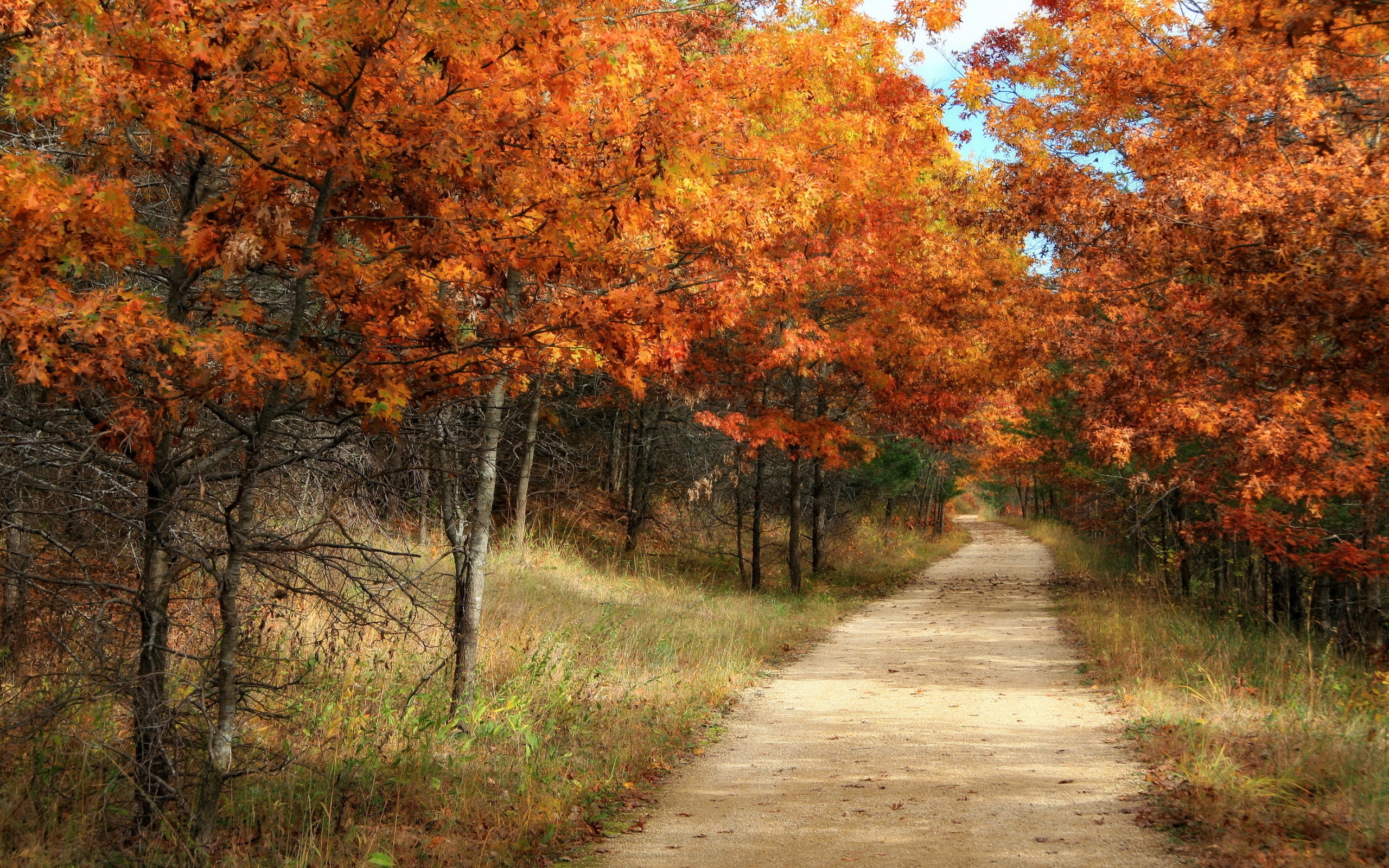 PCデスクトップに木, 道路, 秋, オレンジ, 風景画像を無料でダウンロード