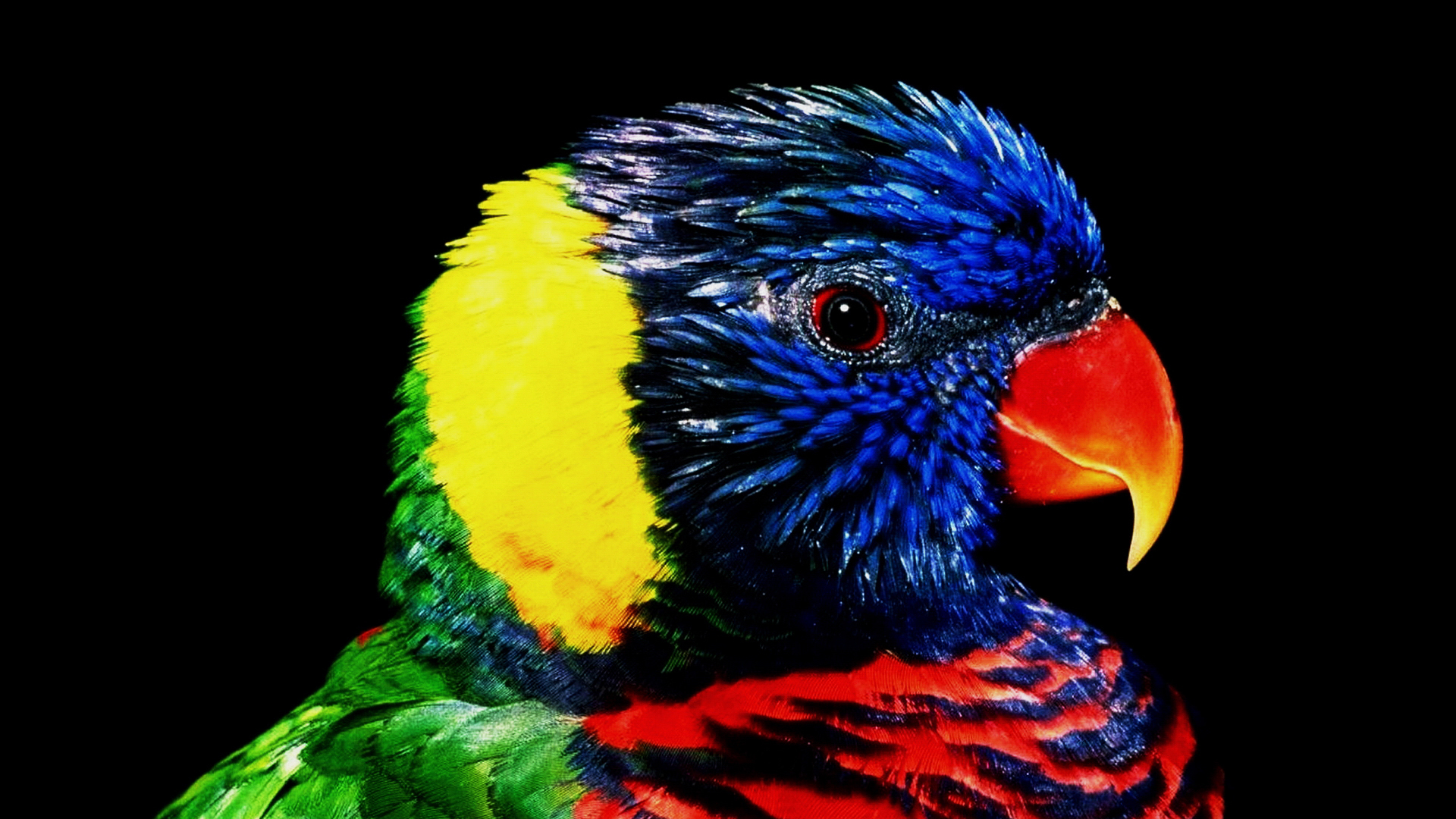 Descarga gratuita de fondo de pantalla para móvil de Loro Arcoiris, Aves, Animales.