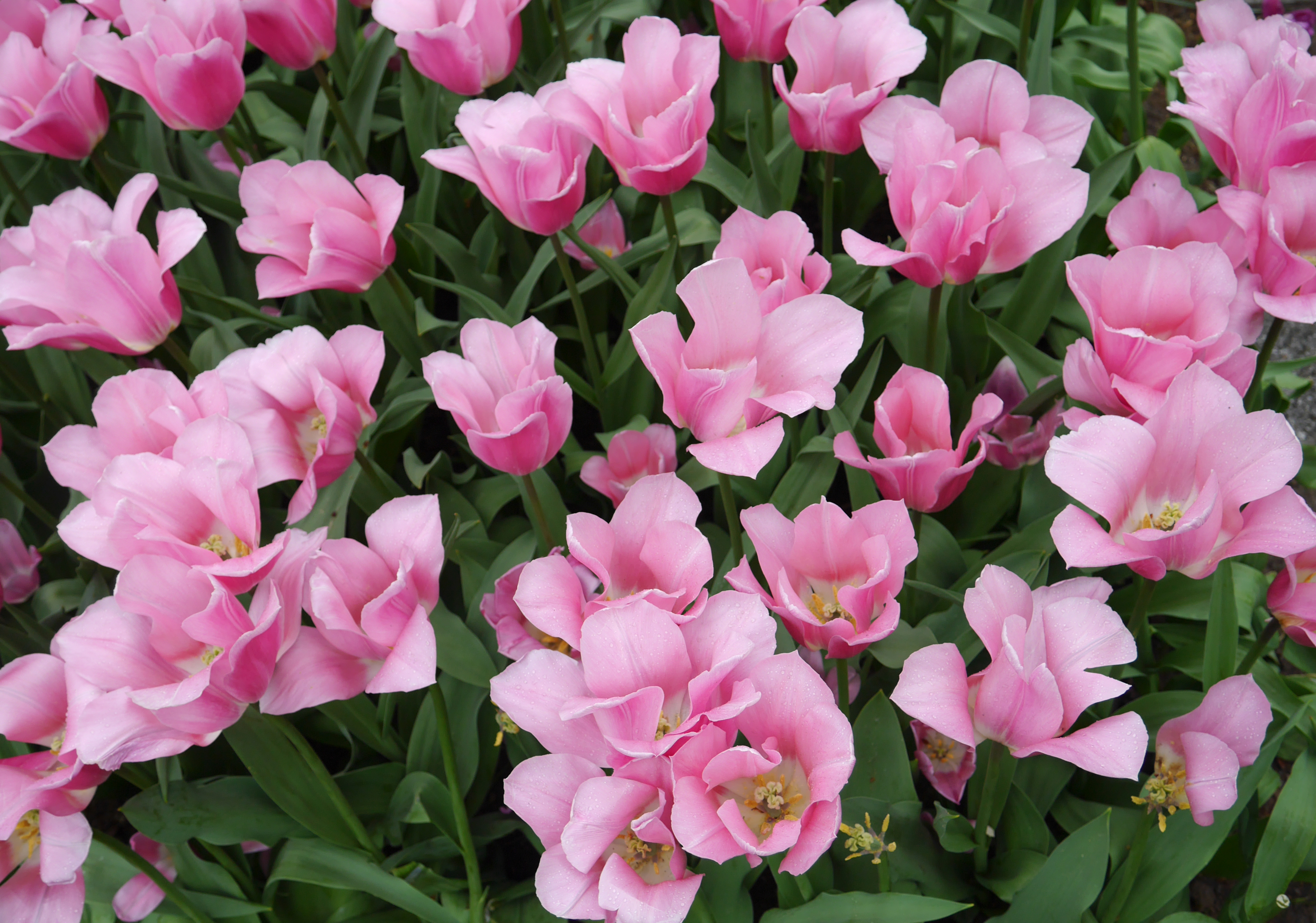 Descarga gratis la imagen Flores, Flor, Flor Rosa, Hoja, Tulipán, Tierra/naturaleza en el escritorio de tu PC