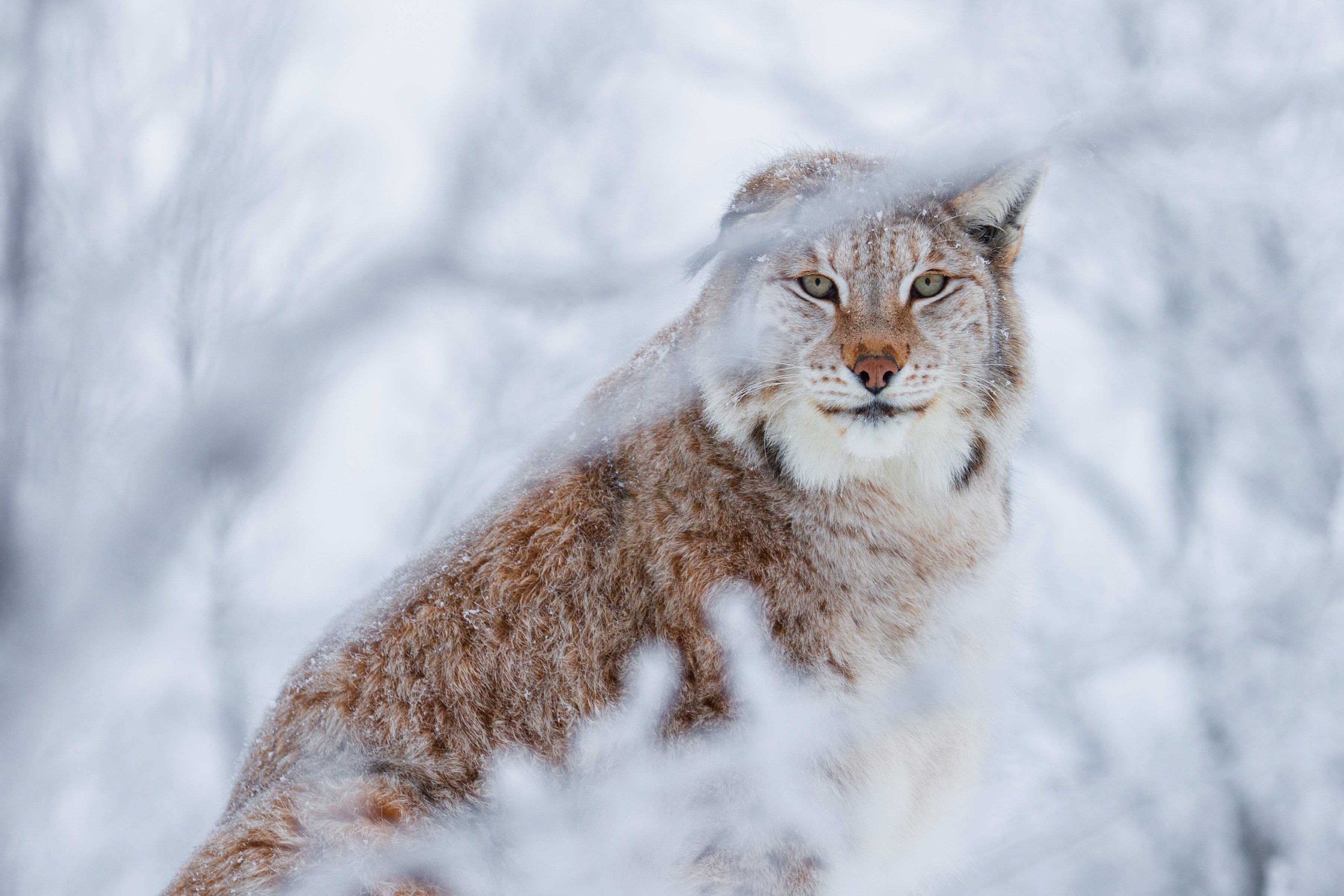 Handy-Wallpaper Tiere, Winter, Katzen, Luchs kostenlos herunterladen.