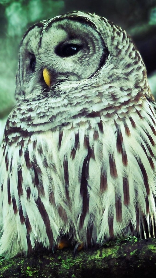 Download mobile wallpaper Birds, Animal, Barred Owl for free.