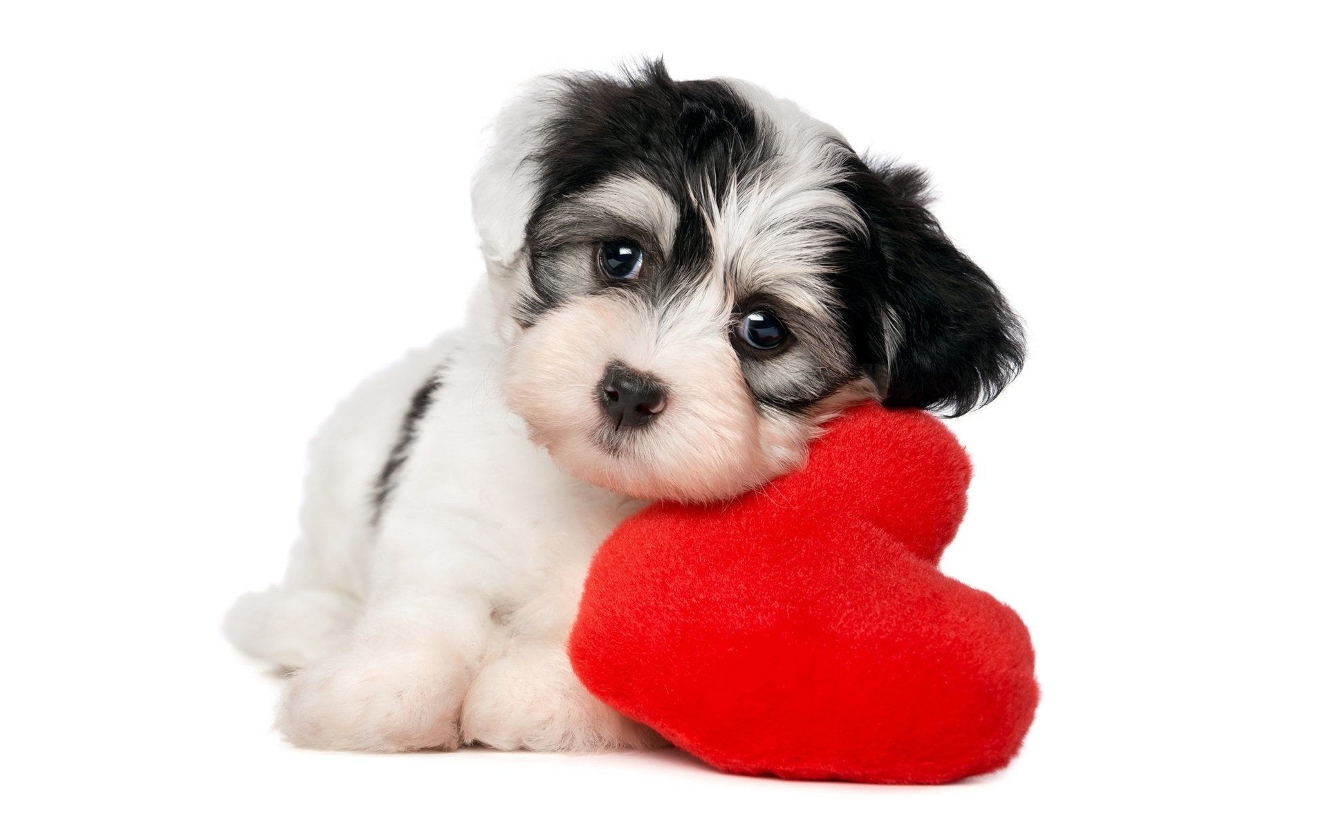Free download wallpaper Dog, Animal, Puppy, Heart, Cute on your PC desktop