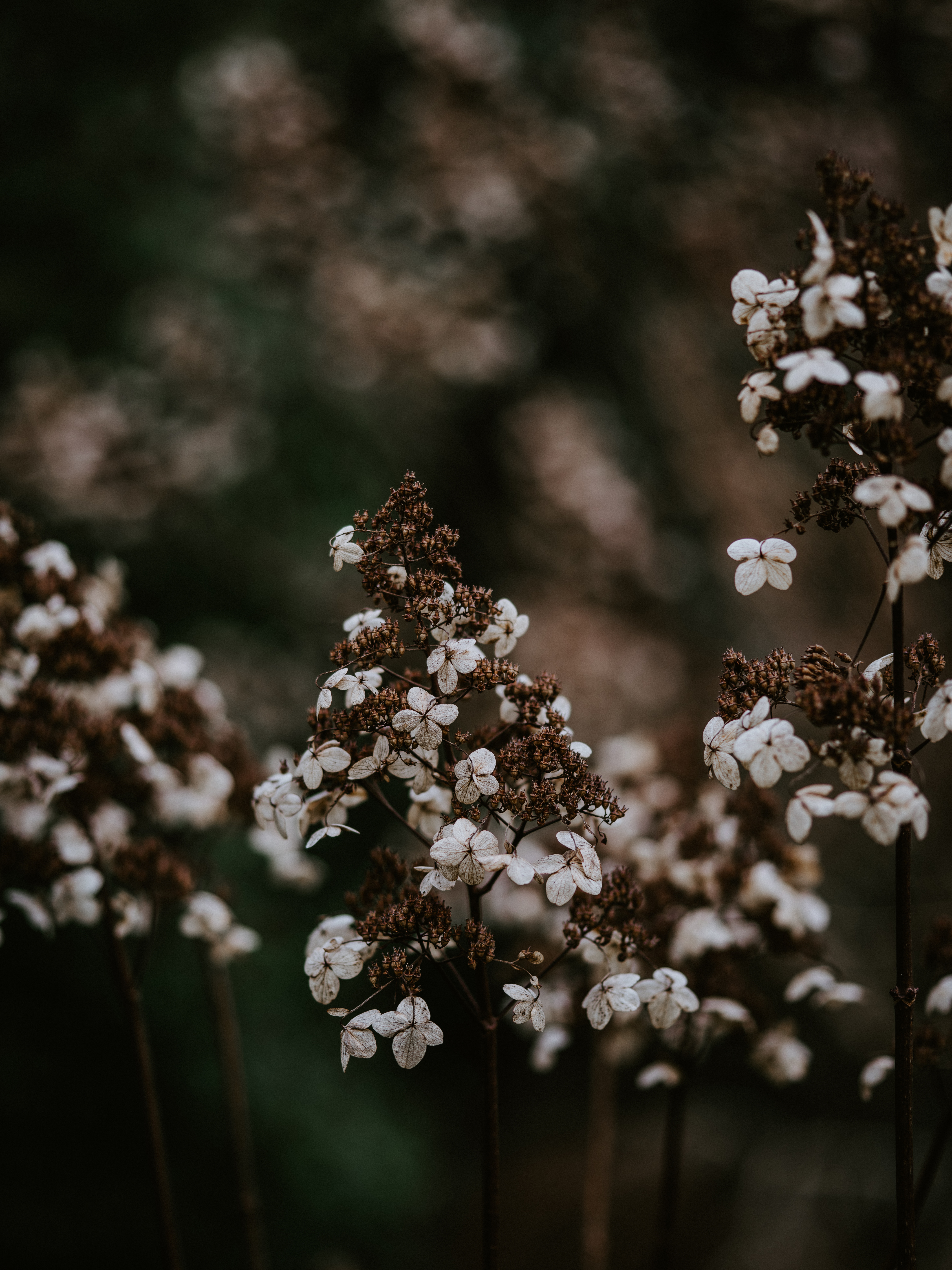 dry, blur, smooth, flower, macro, petals Smartphone Background