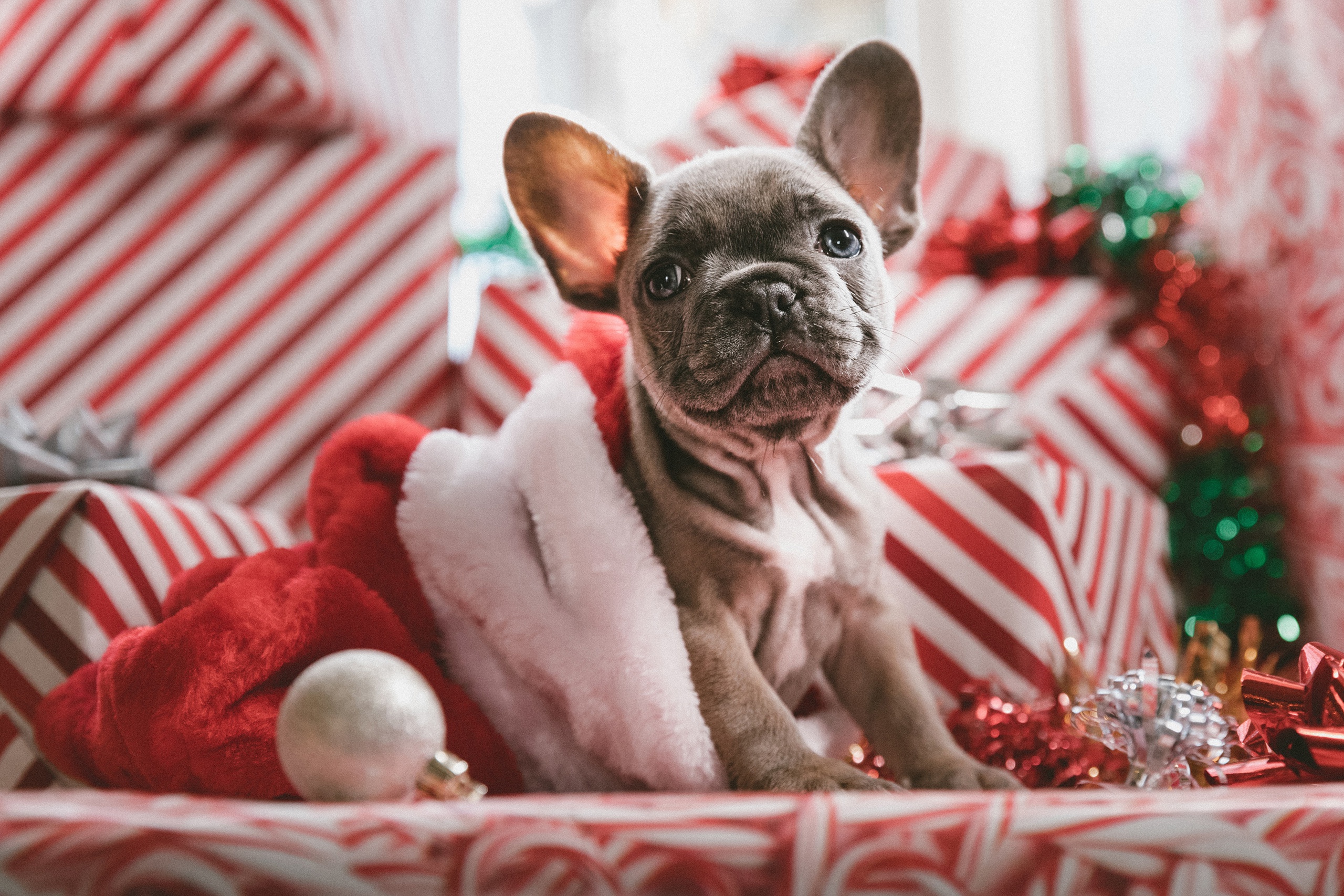Handy-Wallpaper Tiere, Hunde, Weihnachten, Hund, Welpen, Tierbaby, Weihnachtsmütze, Französisch Bulldogge kostenlos herunterladen.
