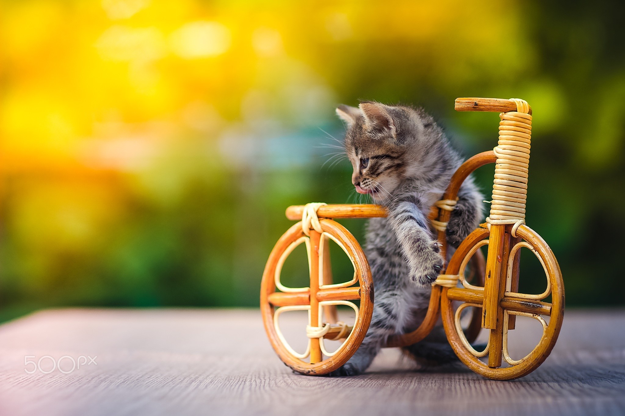 PCデスクトップに動物, 自転車, ネコ, 猫, 子猫, 可愛い, 赤ちゃん動物画像を無料でダウンロード