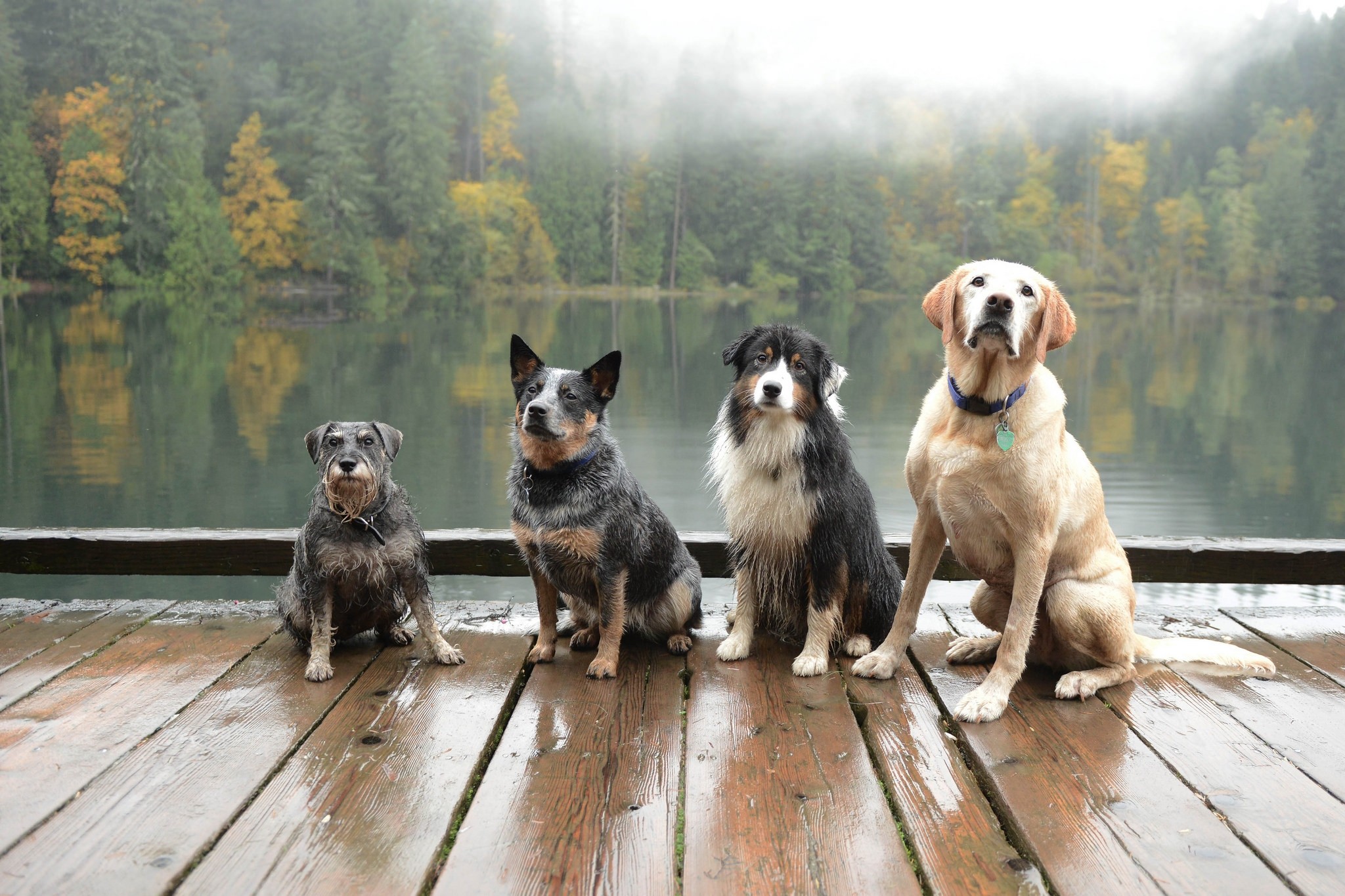380455 Hintergrundbild herunterladen tiere, hund, australischer rinderhund, dock, nebel, wald, labrador, see, hunde - Bildschirmschoner und Bilder kostenlos