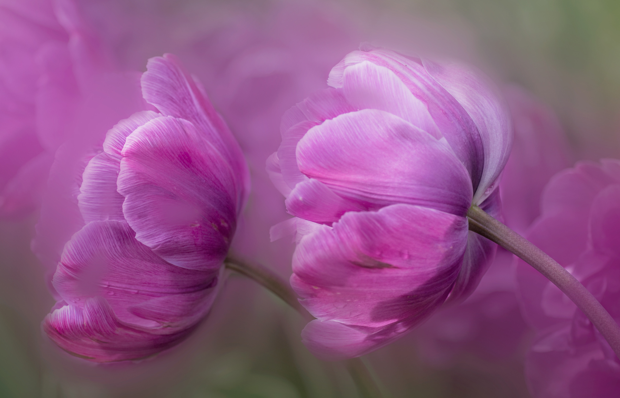 Téléchargez gratuitement l'image Fleurs, Fleur, La Nature, Terre/nature, Fleur Rose sur le bureau de votre PC