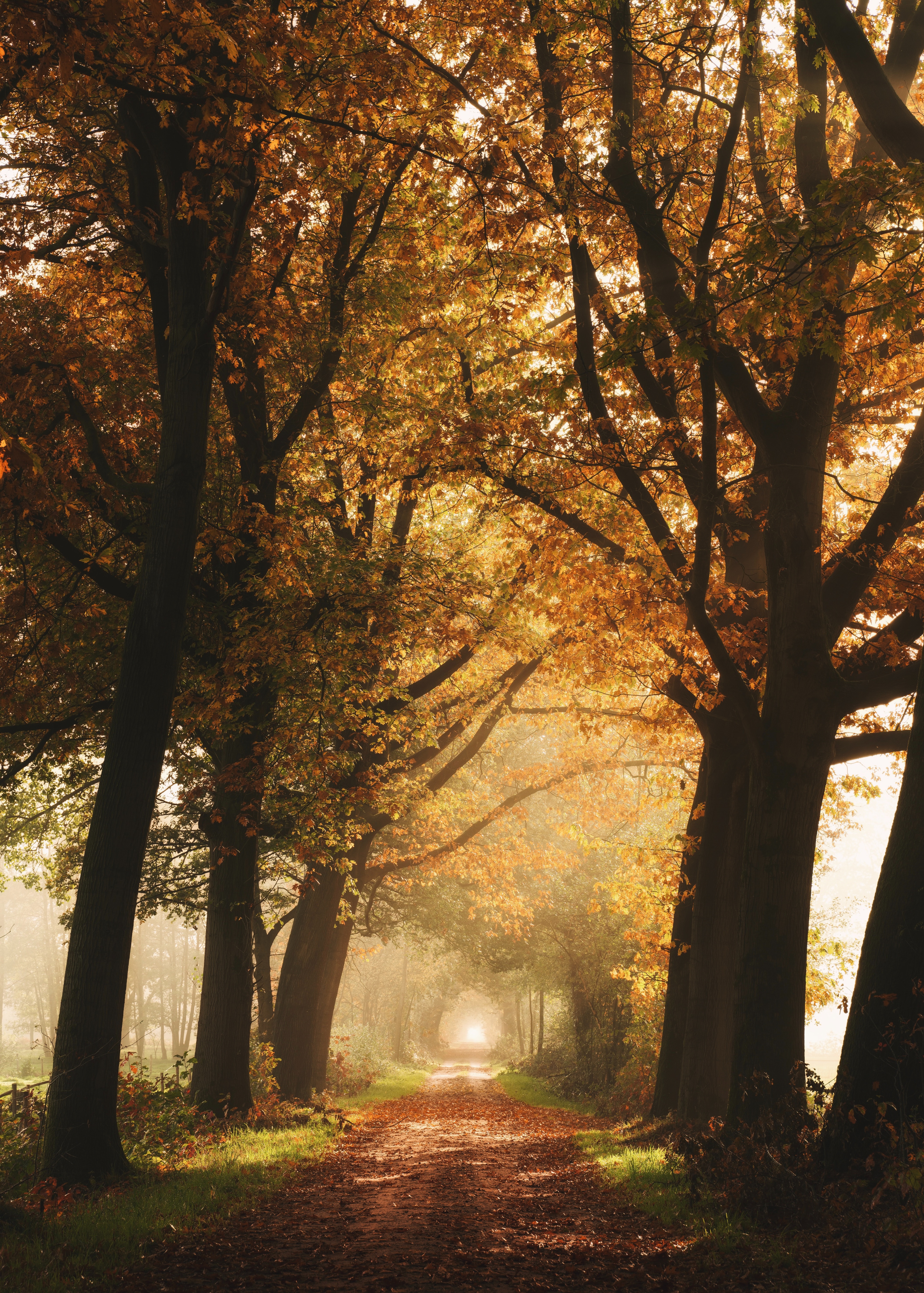 無料モバイル壁紙霧, 裏通り, 路地, パス, 道, 自然, 木, 秋をダウンロードします。