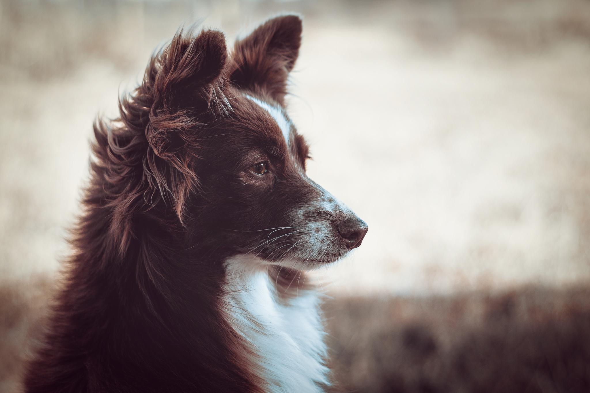 Free download wallpaper Dogs, Dog, Muzzle, Blur, Animal, Australian Shepherd on your PC desktop