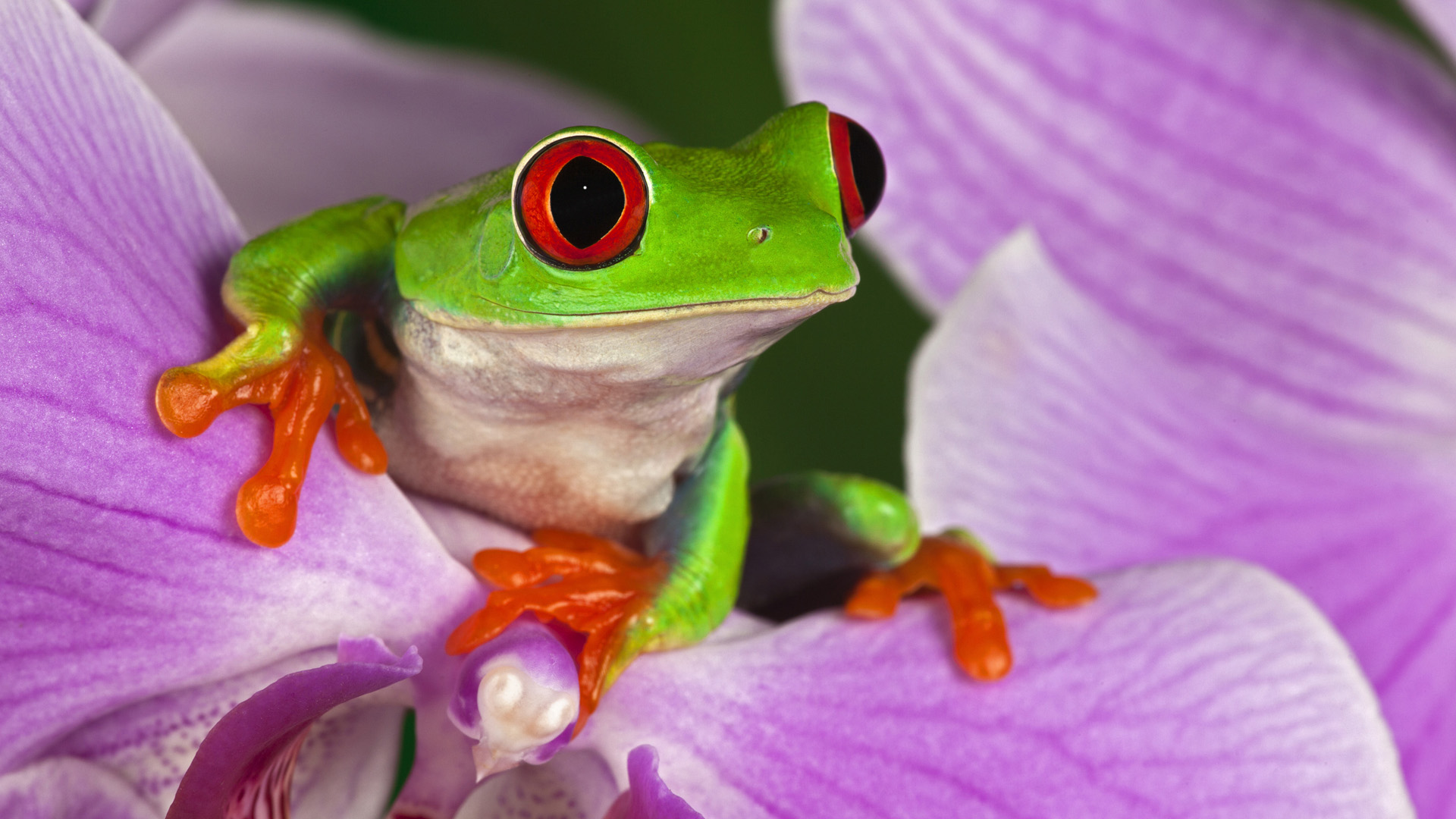 red eyed tree frog, frogs, animal