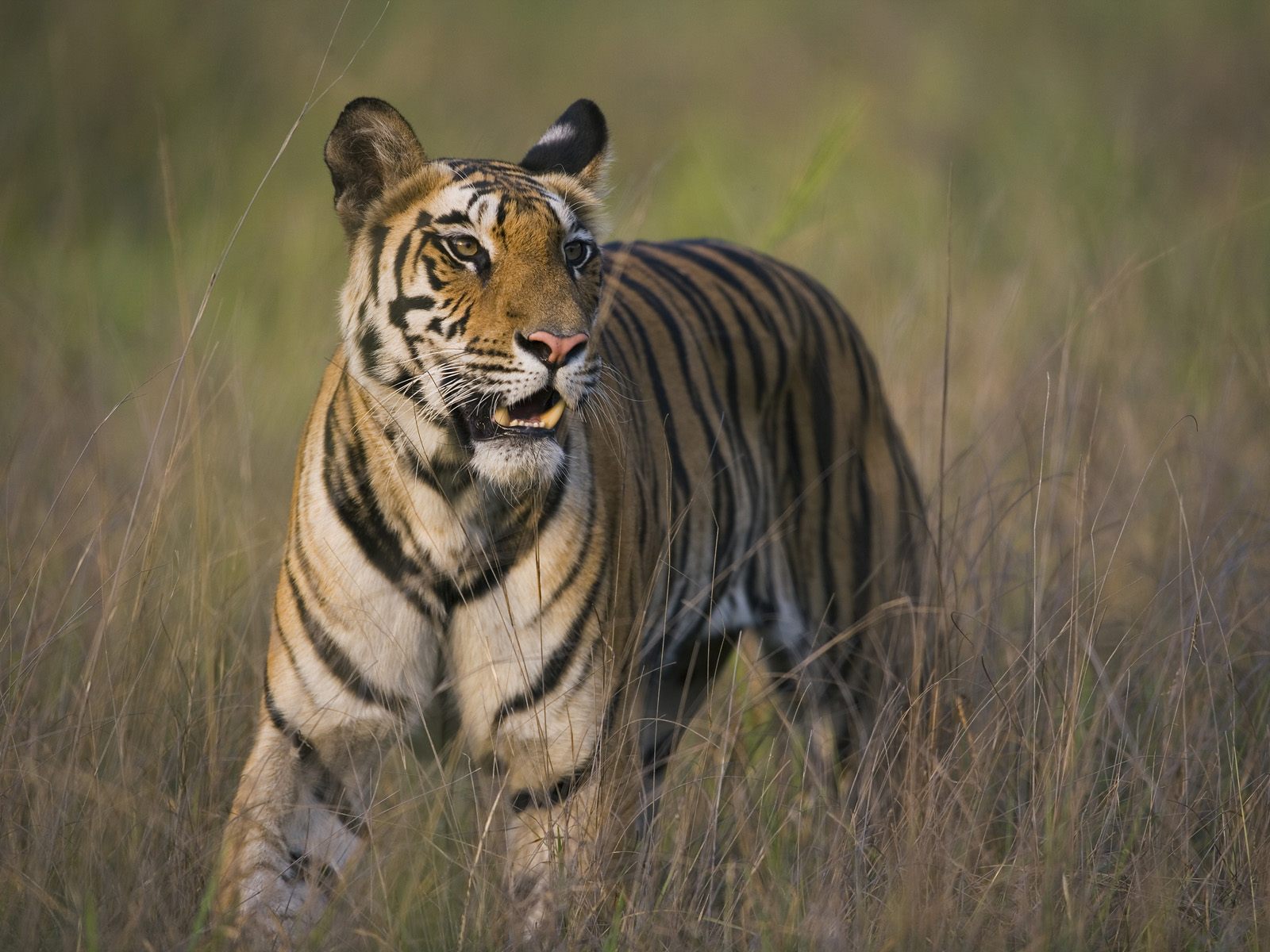 Téléchargez gratuitement l'image Animaux, Tigre sur le bureau de votre PC