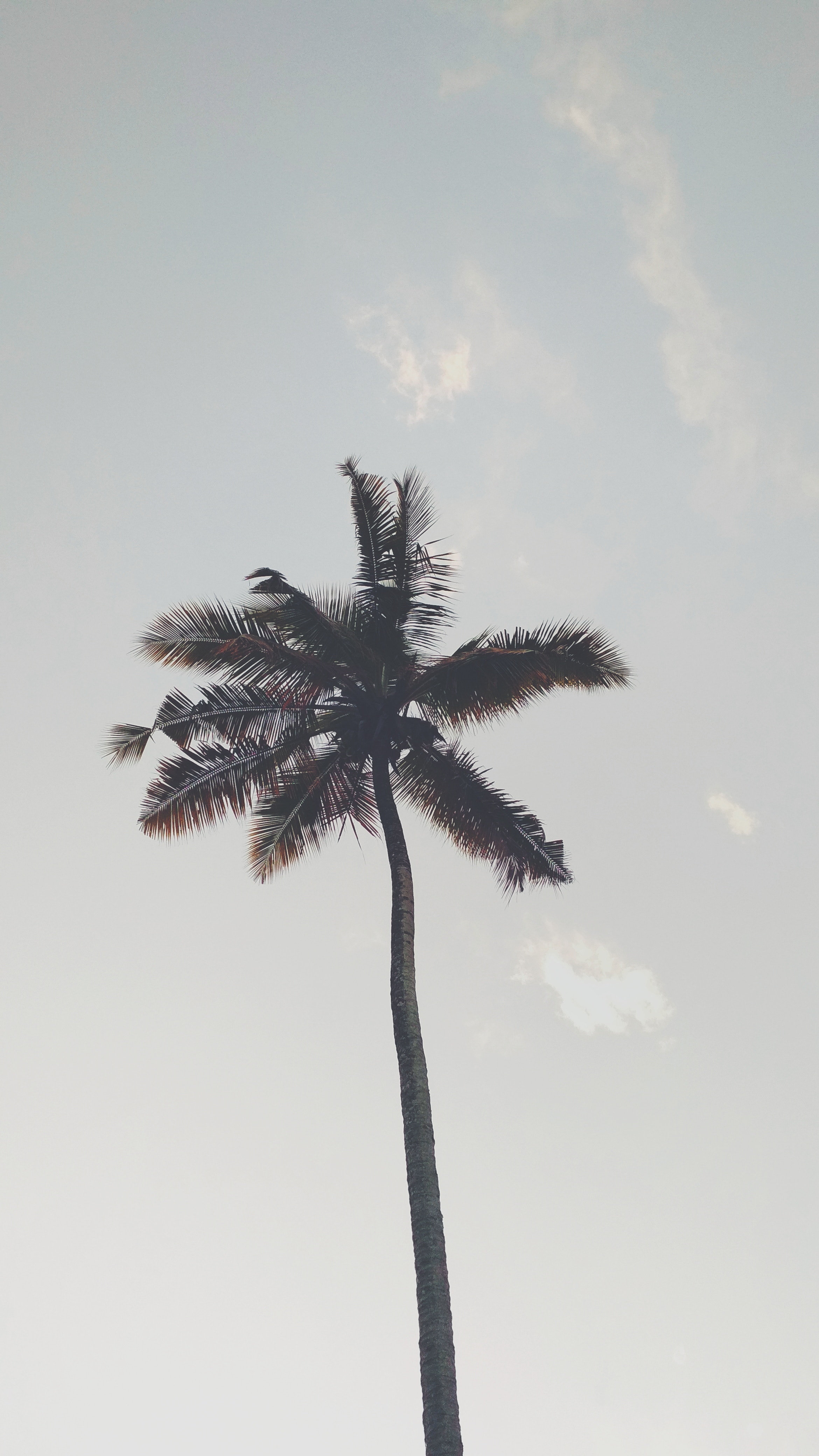 nature, sky, palm, branches, bottom view, trunk