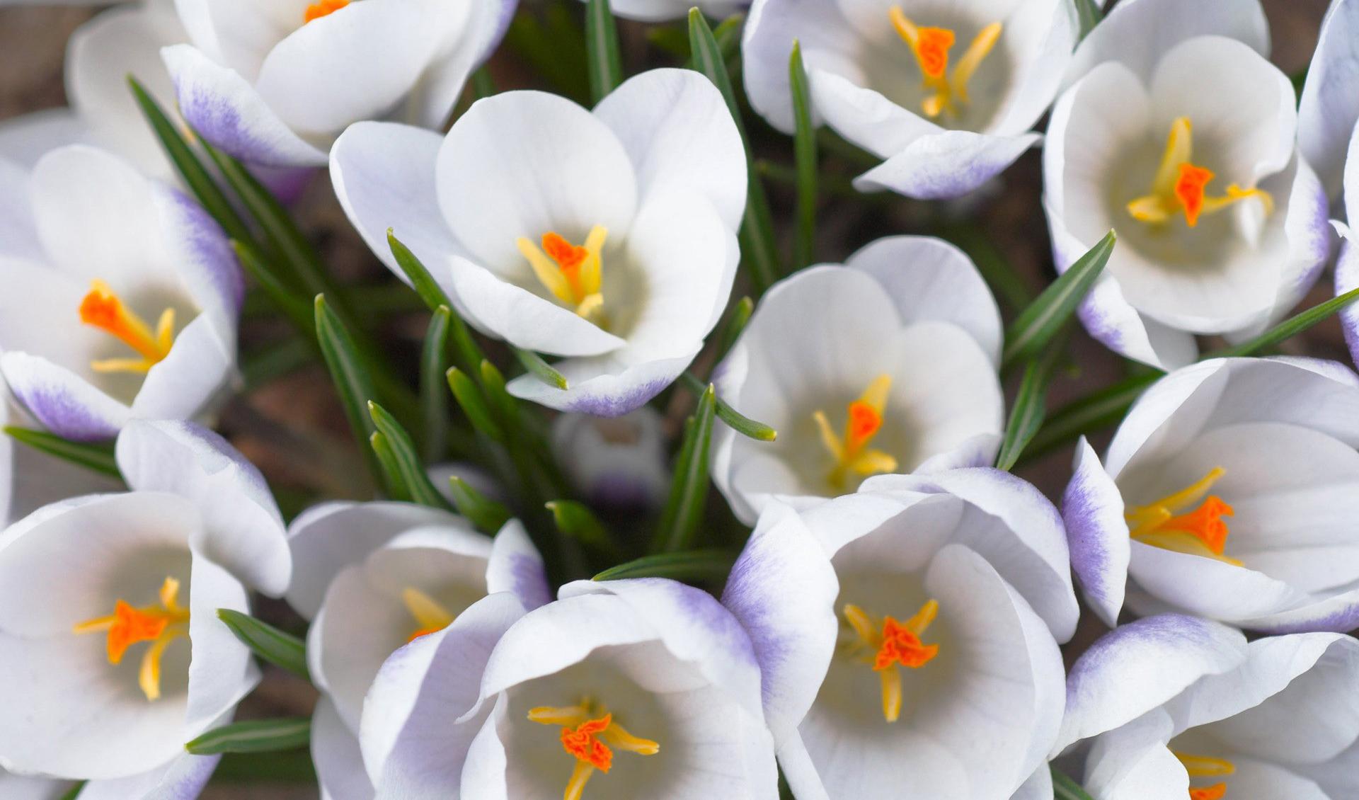 Download mobile wallpaper Flower, Earth, Crocus, White Flower for free.