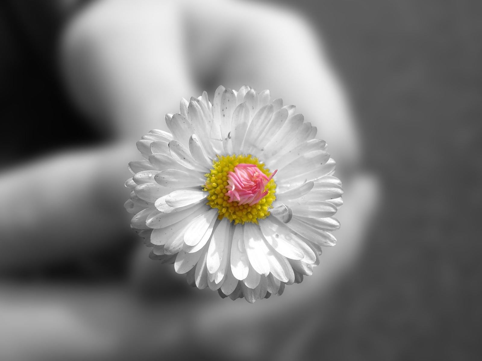PC Wallpapers camomile, flower, macro, hands, bw, chb, chamomile