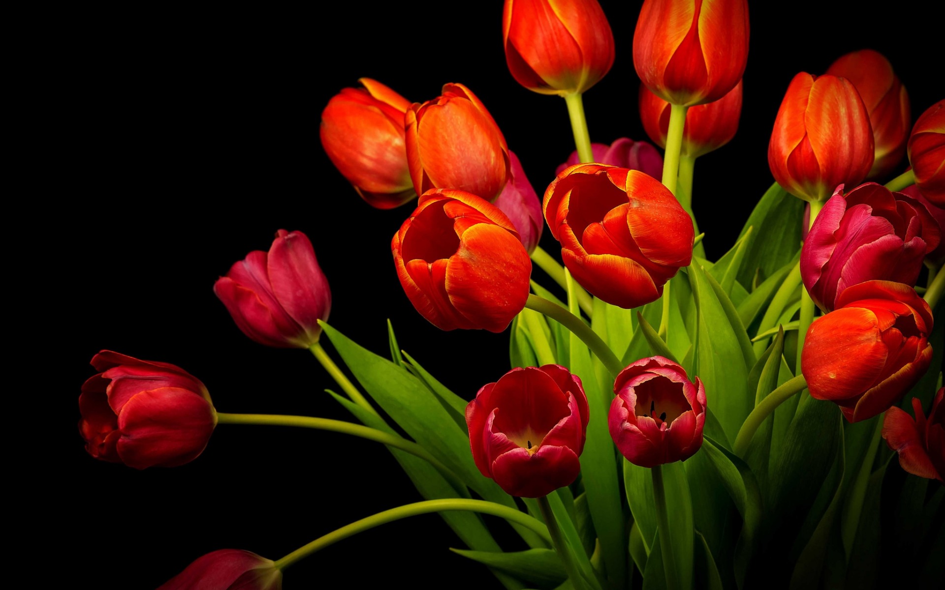 Free download wallpaper Flowers, Flower, Earth, Tulip, Red Flower, Orange Flower on your PC desktop