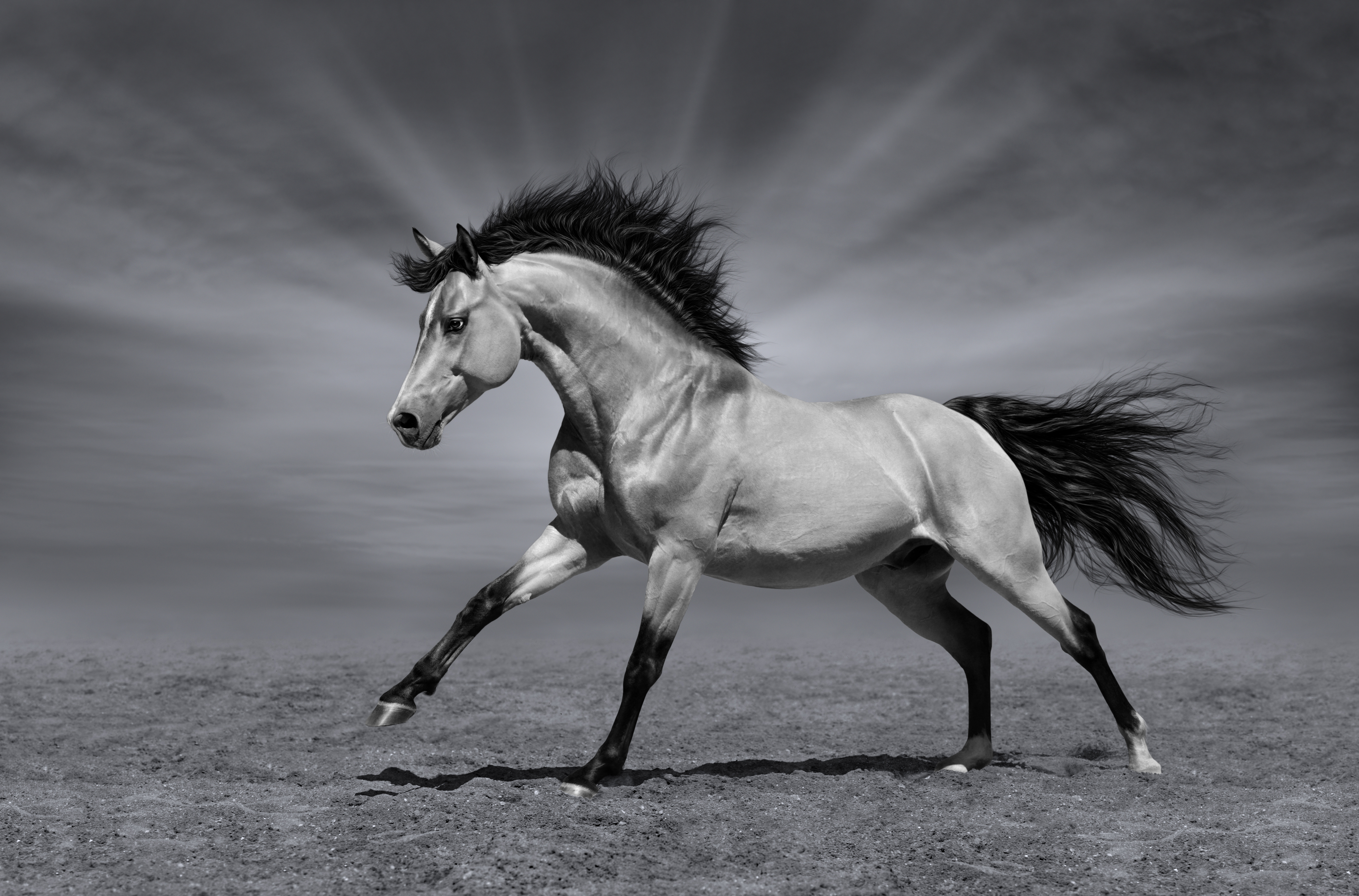無料モバイル壁紙動物, 馬, 黒 白をダウンロードします。